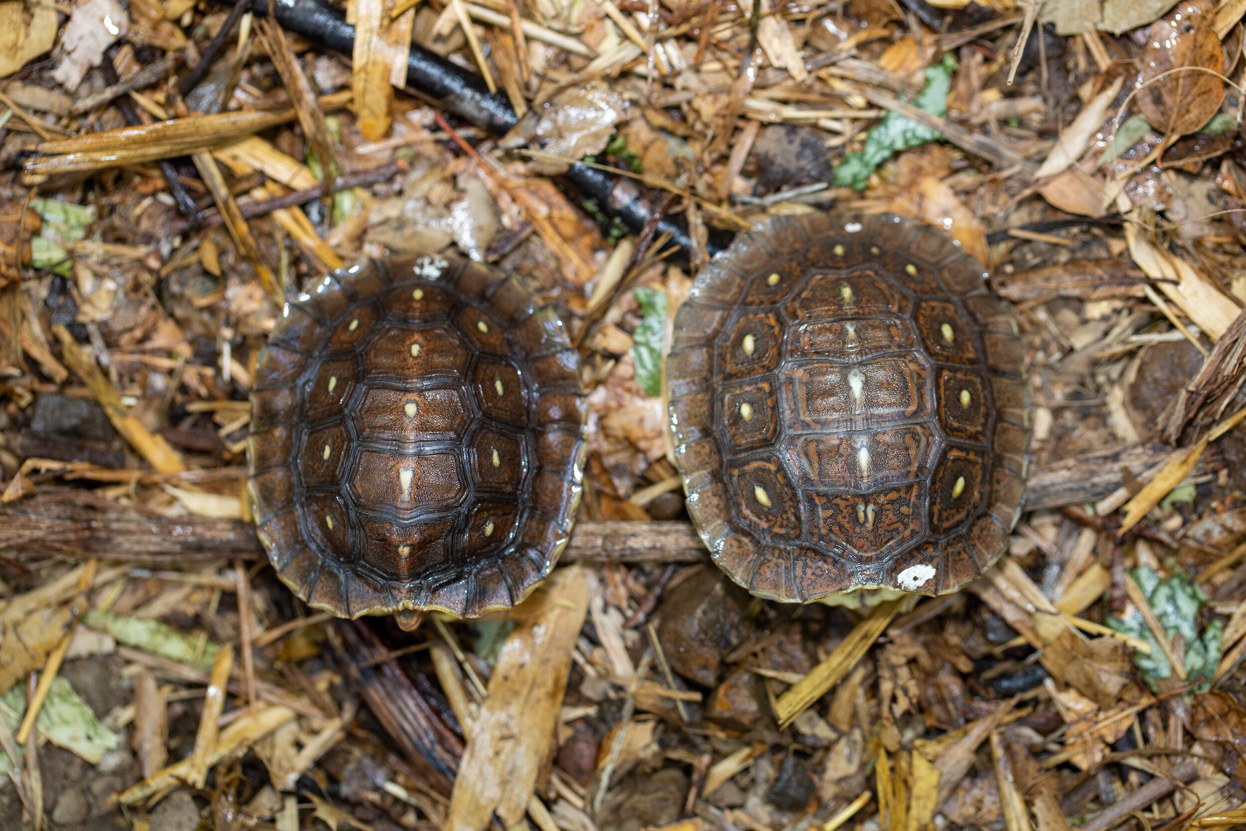 Recent Hatchlings