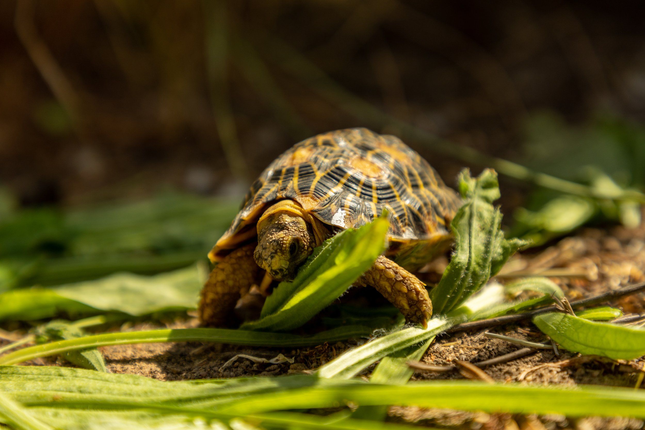 Geometric Tortoise Preserve Update