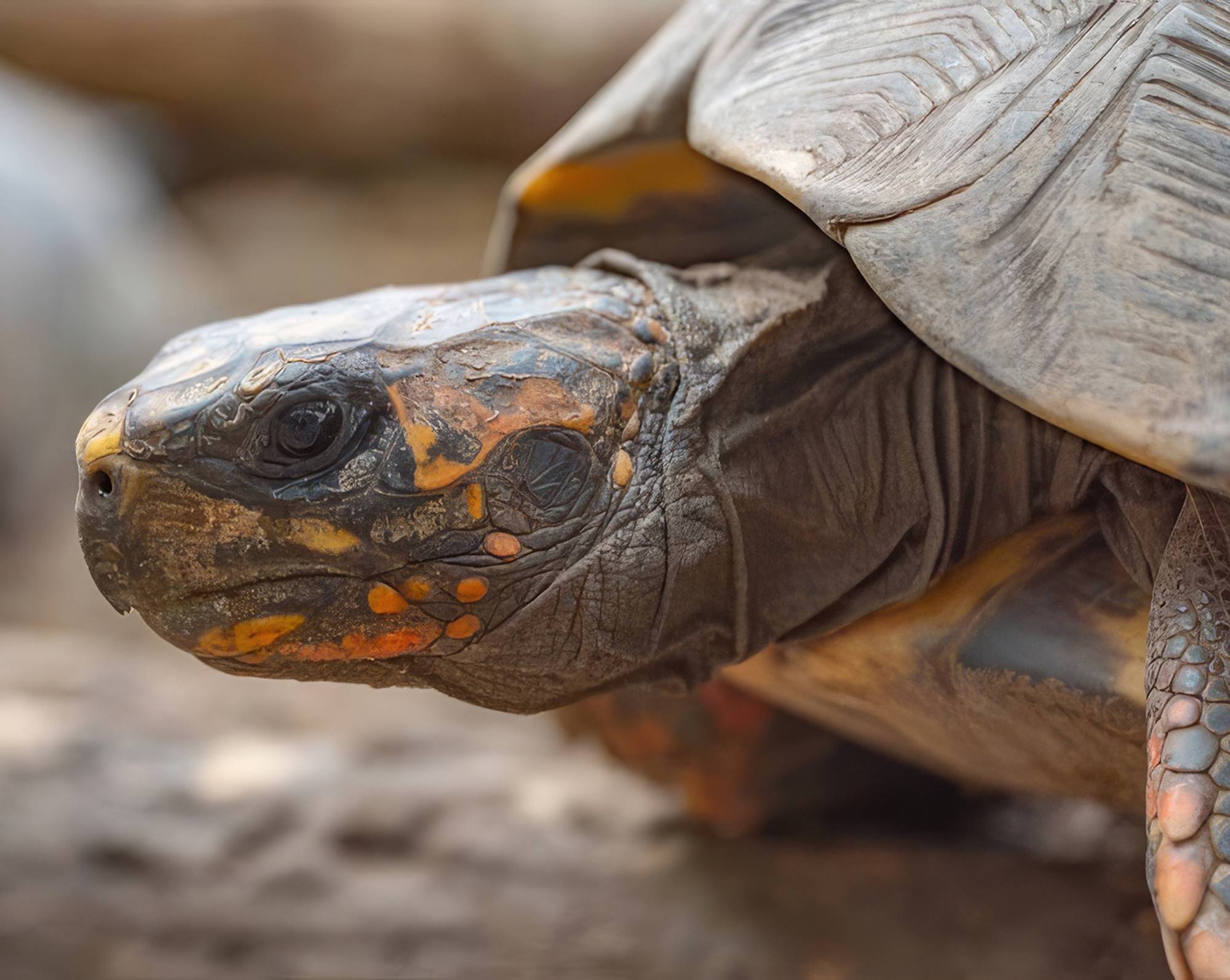 Southwestern Pond Turtle