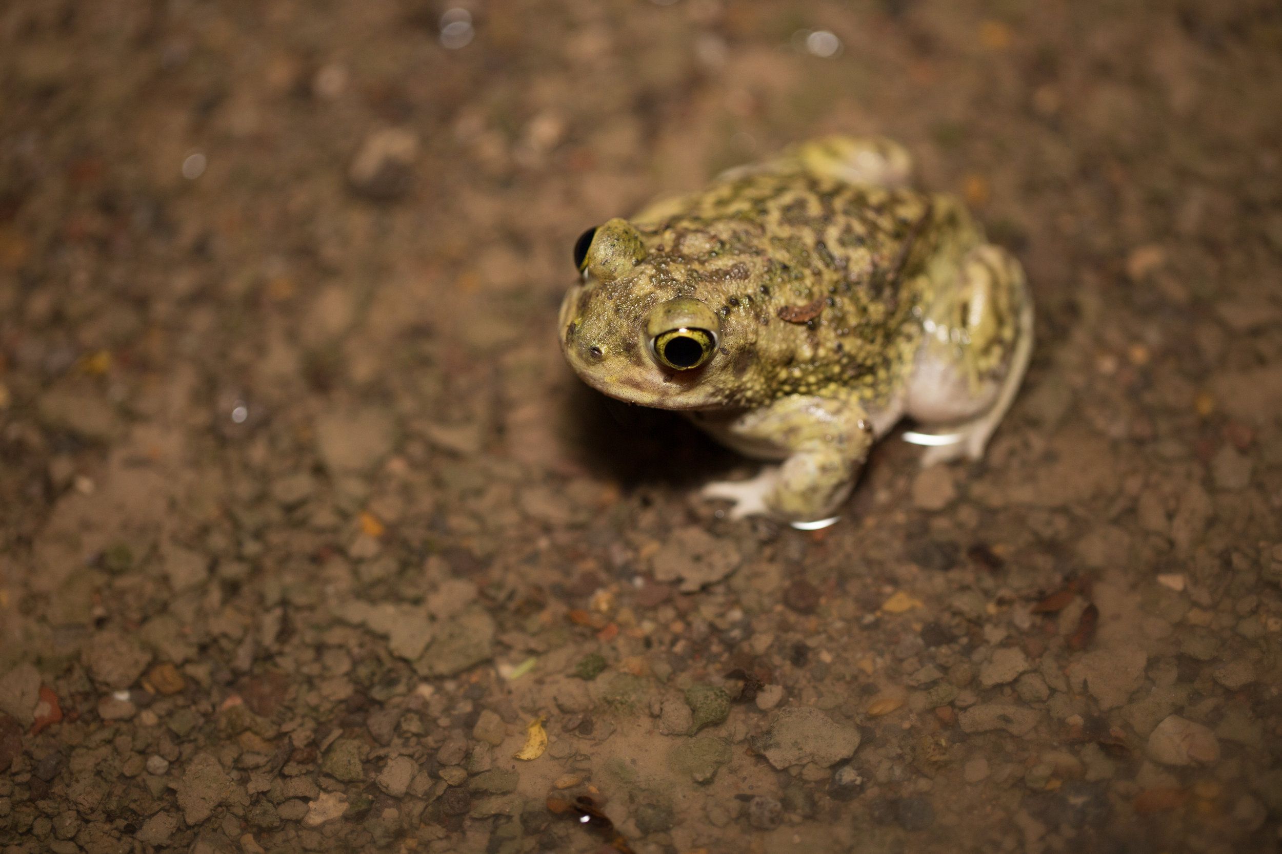 18,850 Acres of Critical Wildlife Habitat Secured in Northern Mexico!