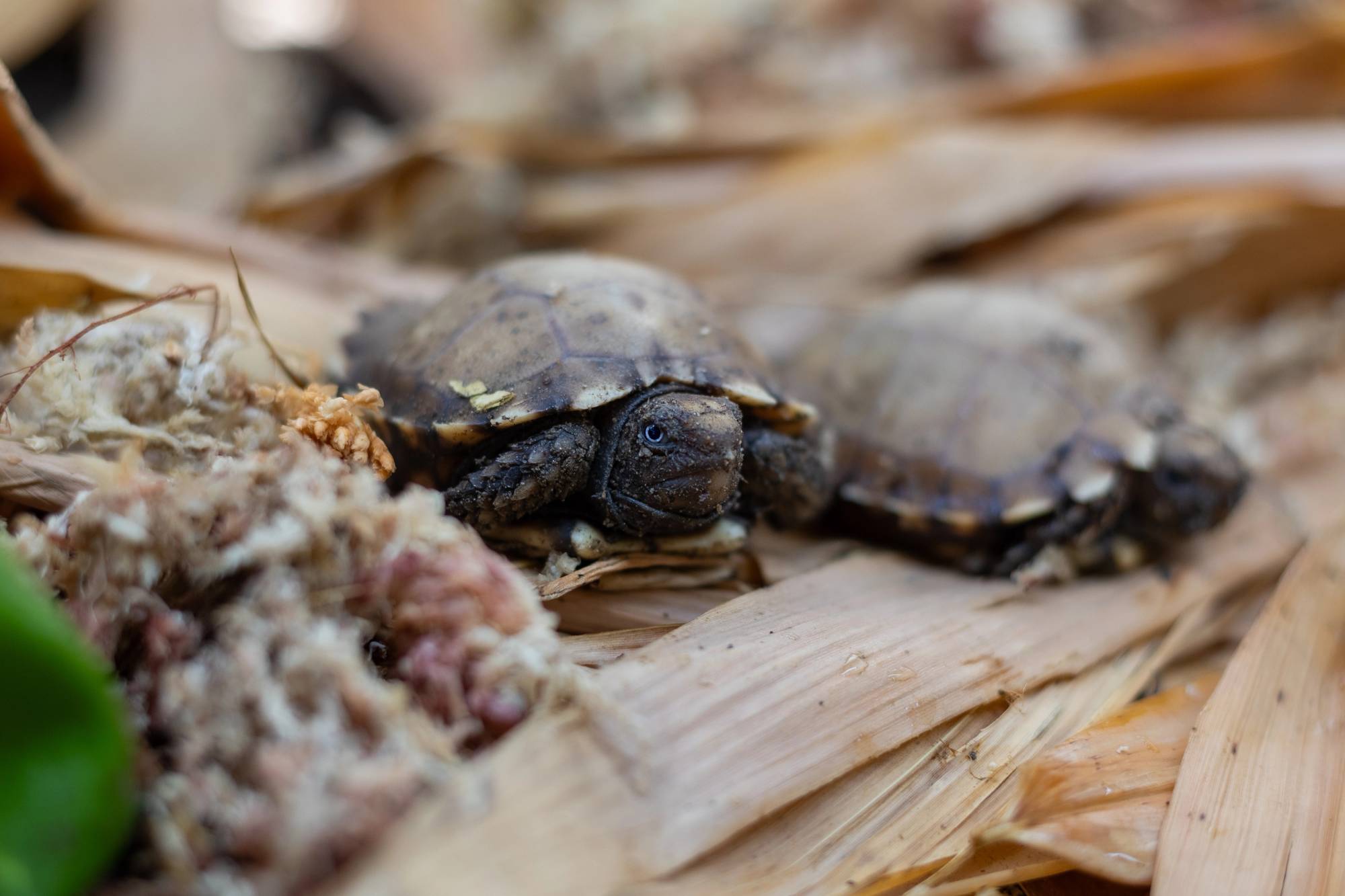 Impressed Tortoises Hatch at the Turtle Conservancy