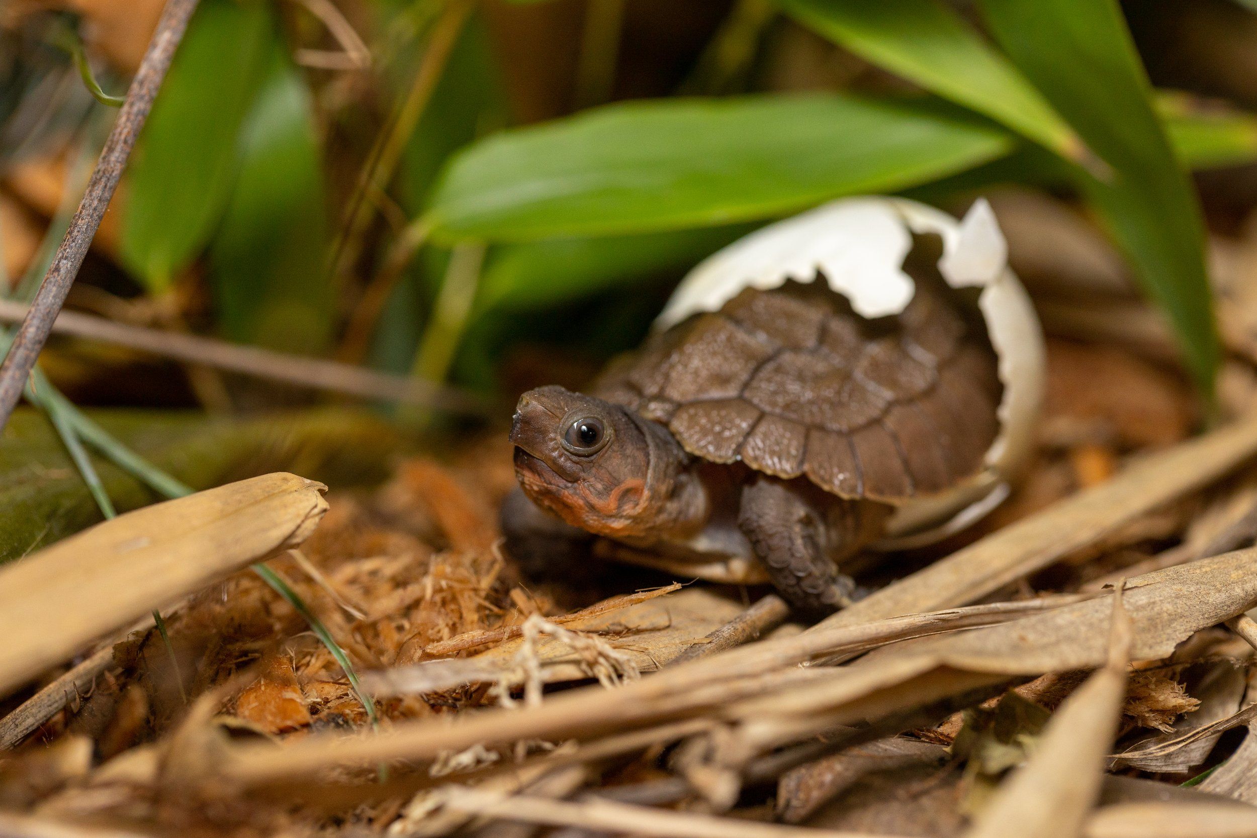 First Ever Sulawesi Forest Turtle Hatched at the Turtle Conservancy