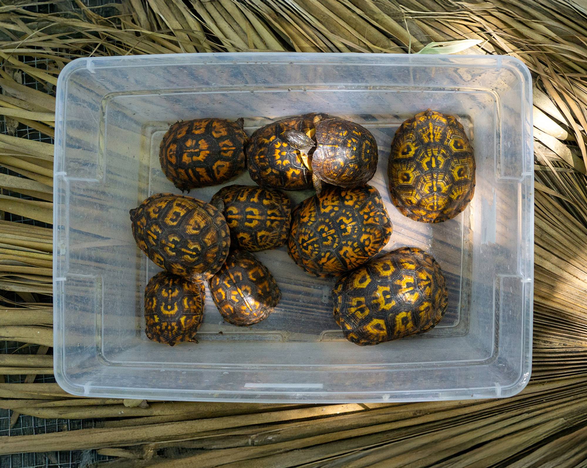 Southwestern Pond Turtle