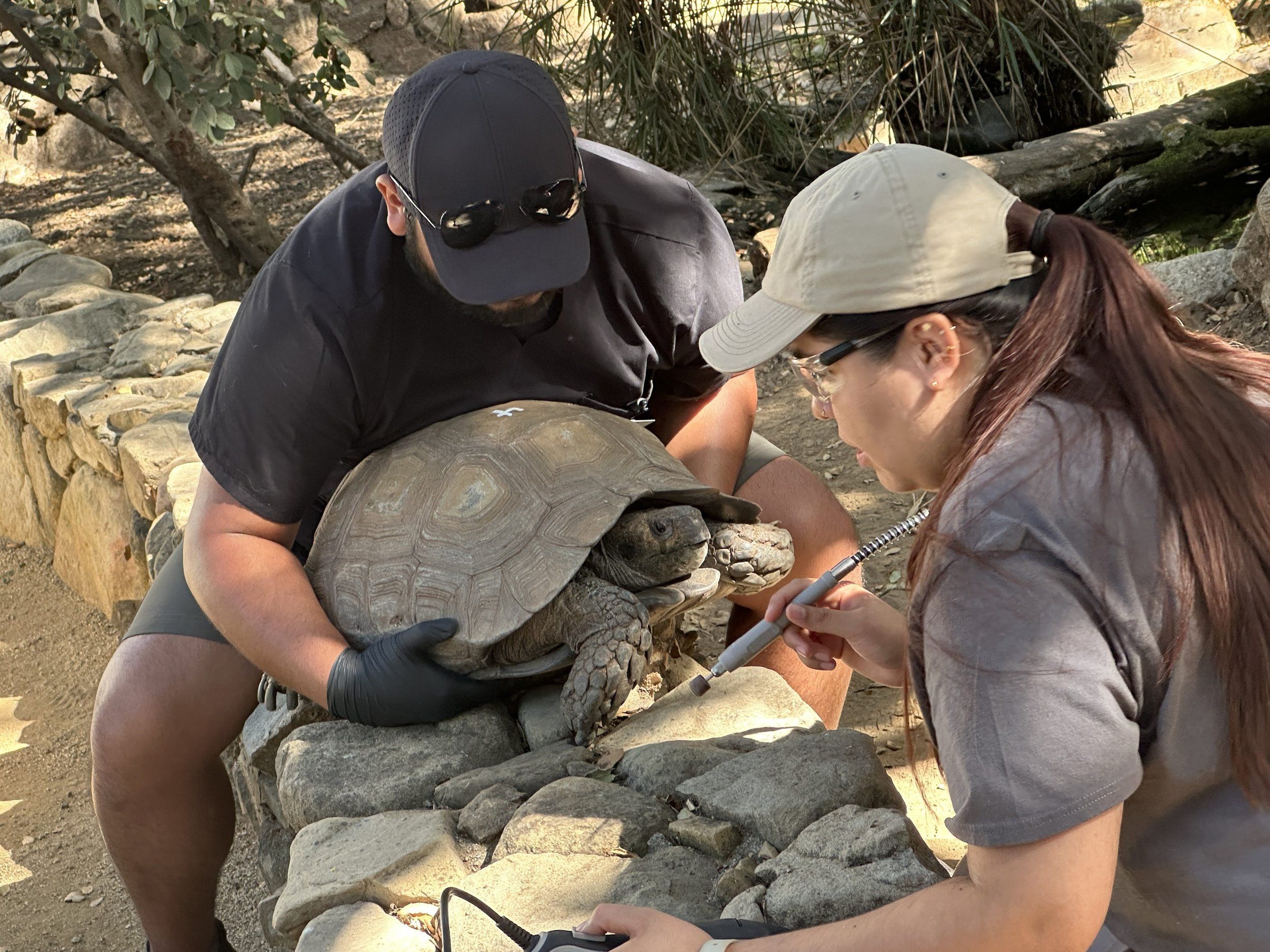 Turtle Conservancy and Western University Team Up To Train the Next Generation of Wildlife Veterinarians