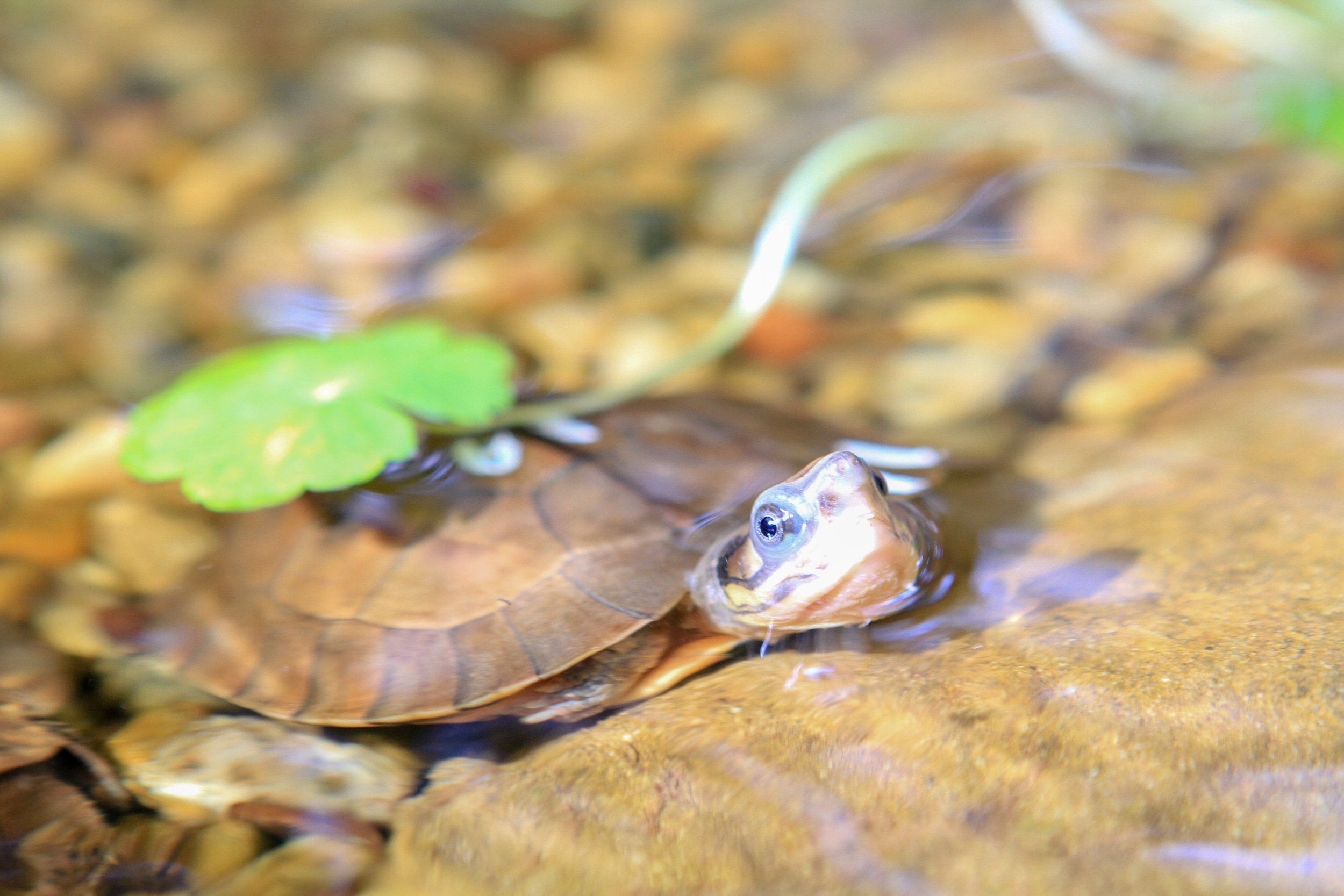 Conservation Center Success