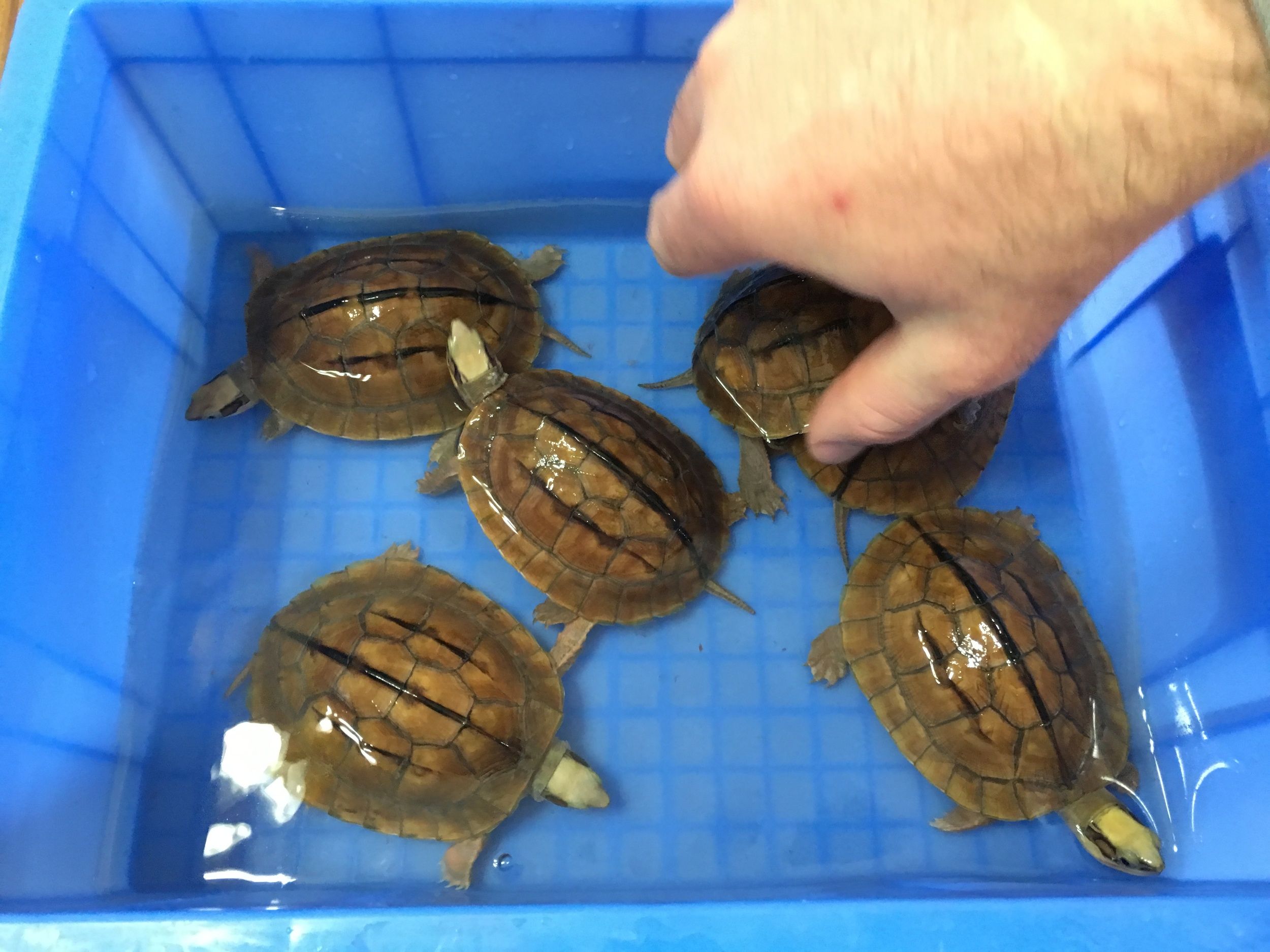 China’s Booming Turtle Trade