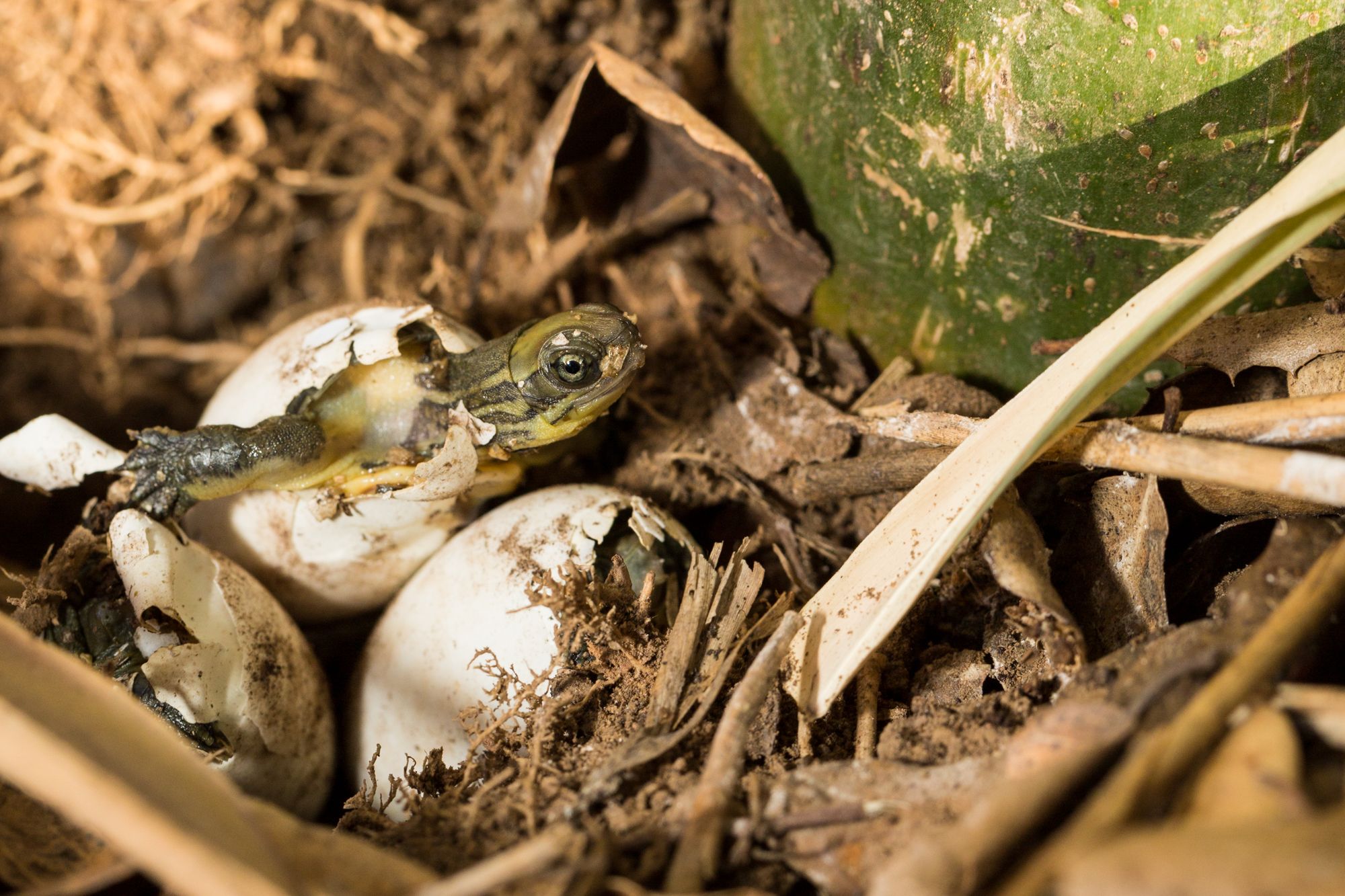 First Hatching of Second Generation Pan's Box Turtles in the United States