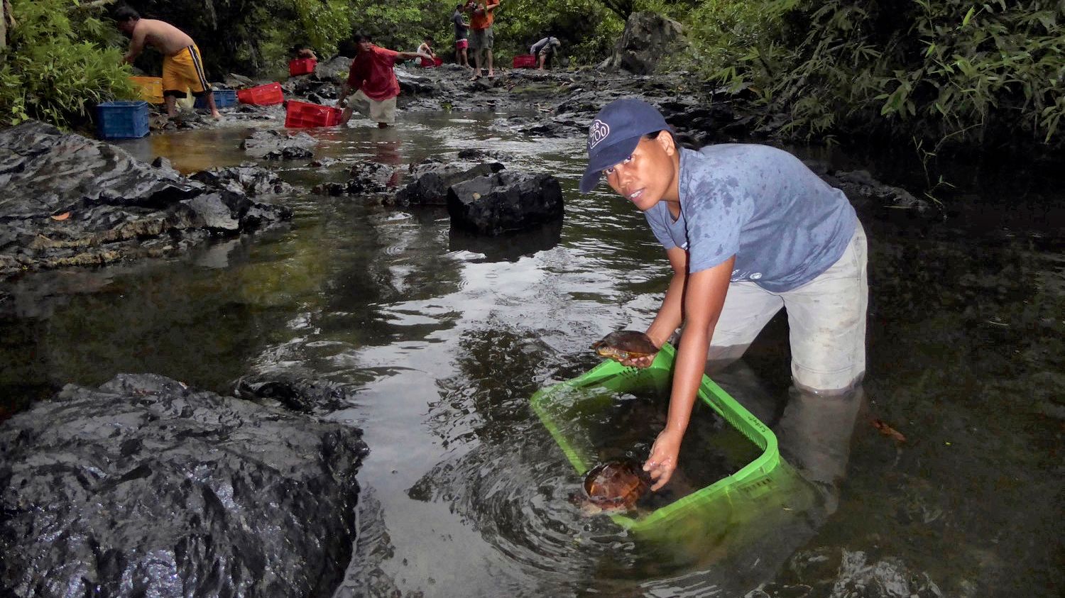 UPDATE: Philippine Forest Turtle Rescue