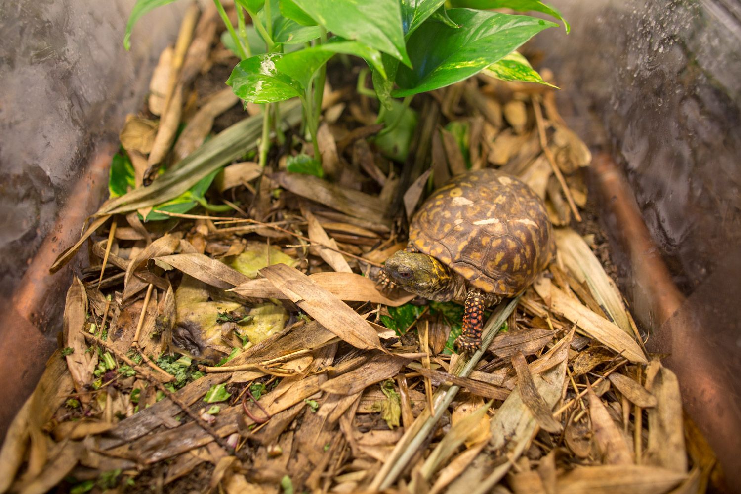 New Turtle Nursery