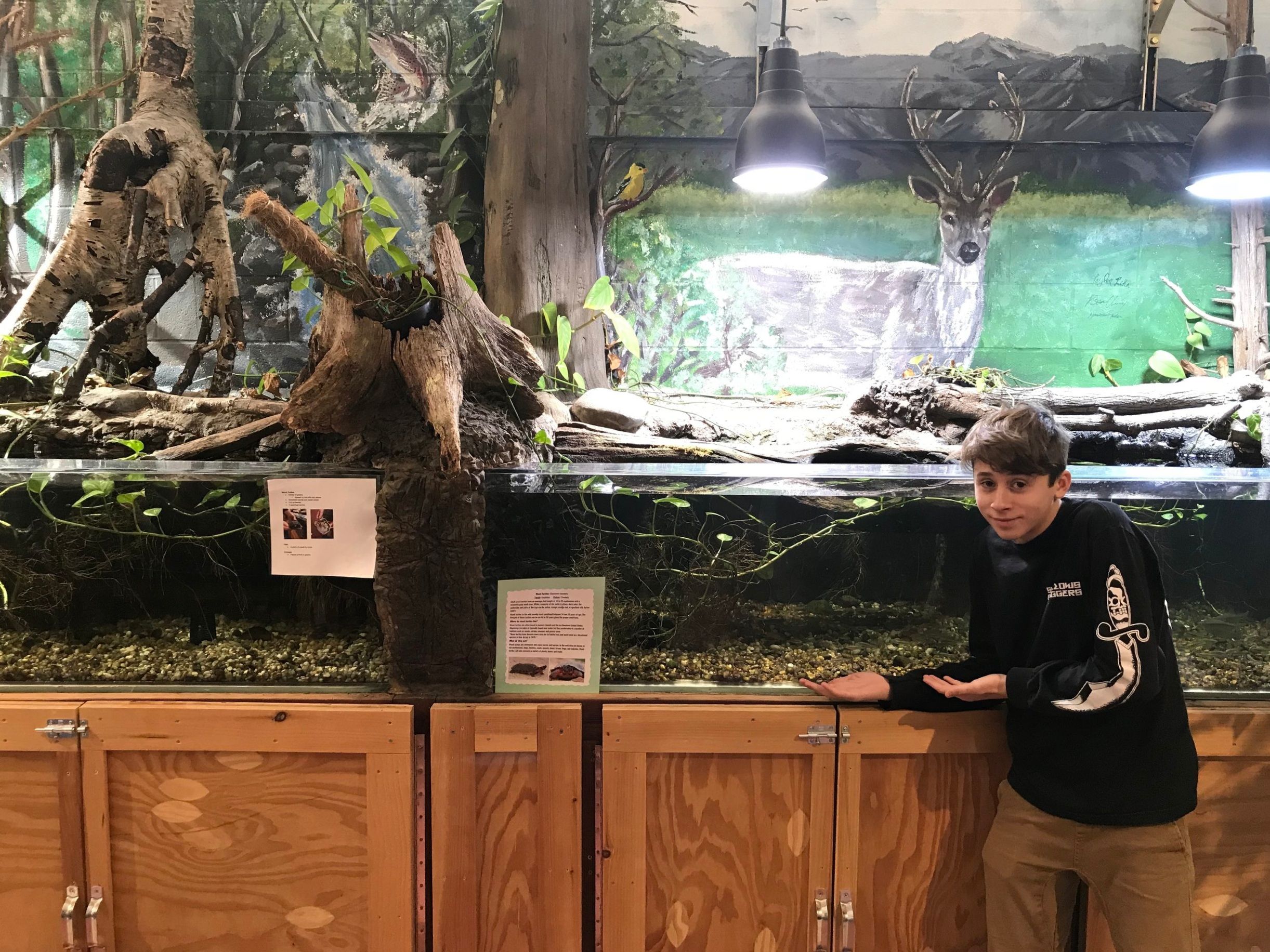 Turtle rehabilitation at MOHS Habitat