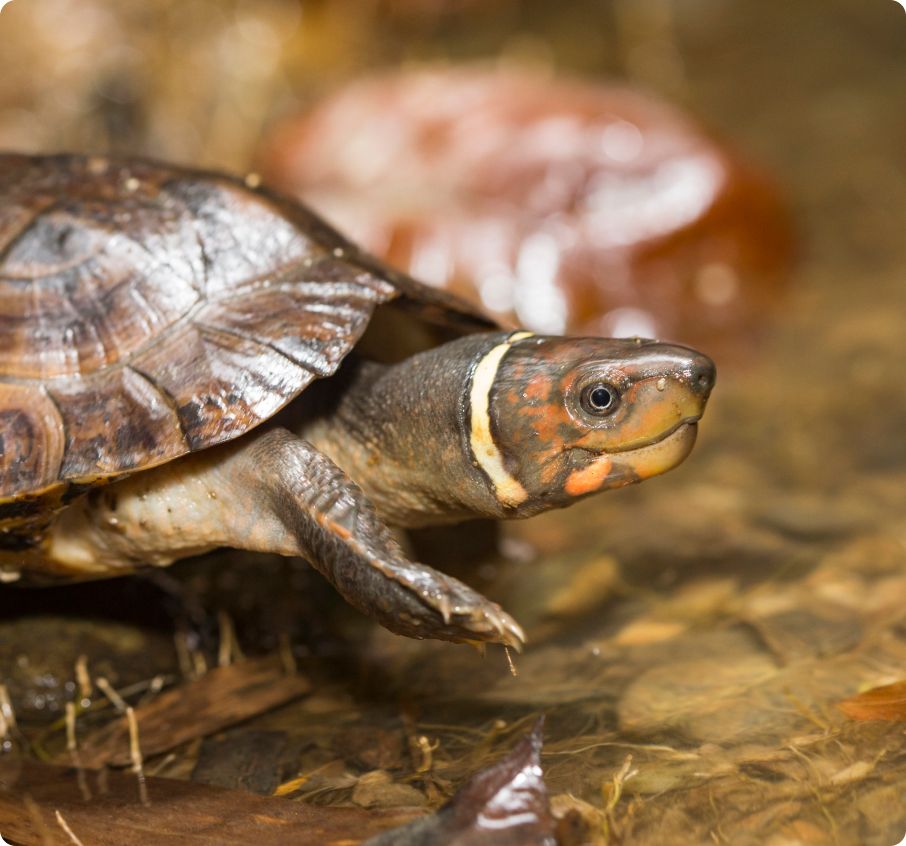 Palawan Forest Turtle