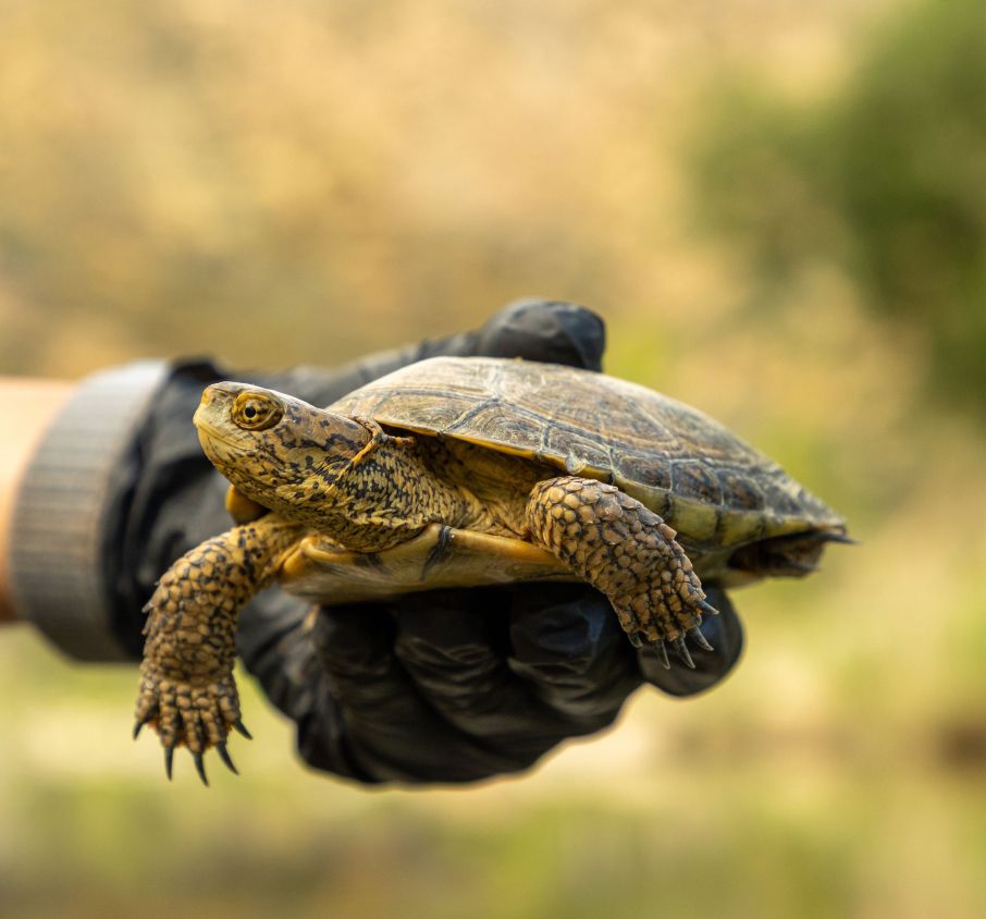 Southwestern Pond Turtle