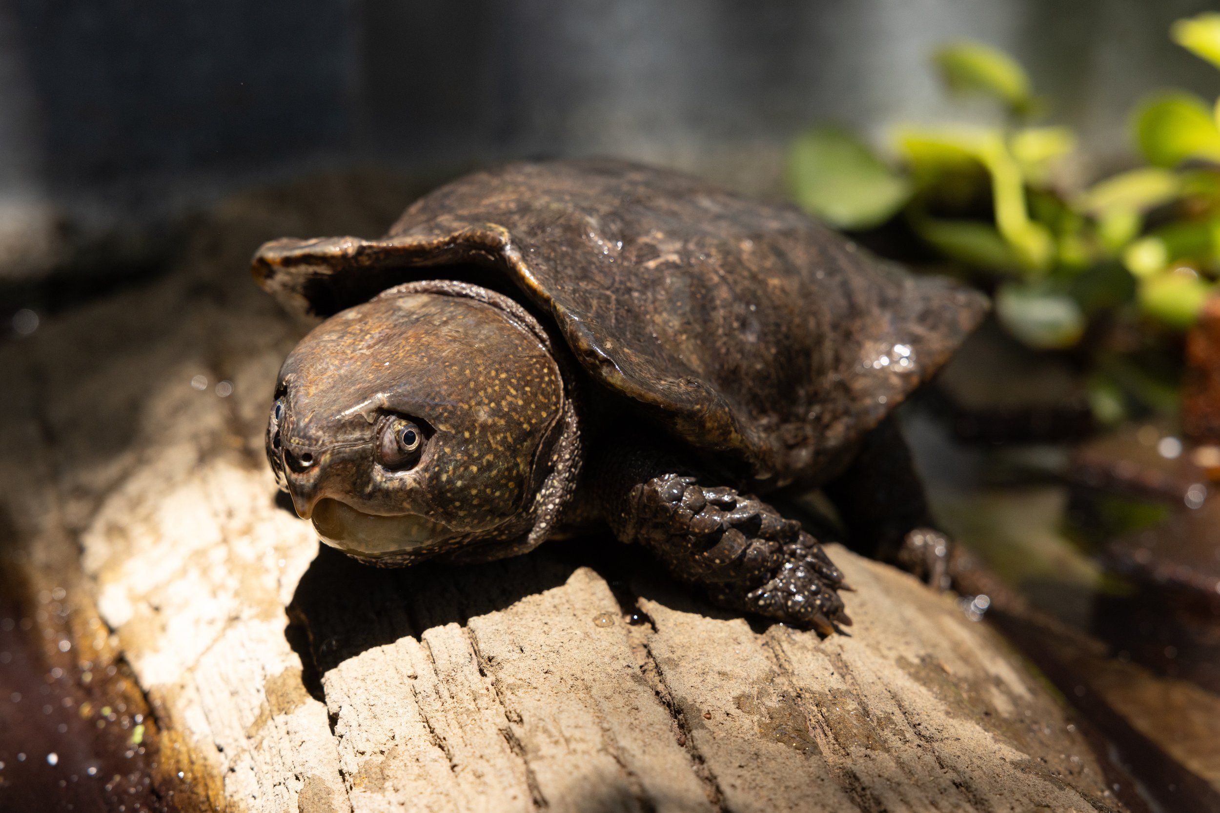 Sick Turtle Makes a Recovery Thanks to the Help of the Ojai Raptor Center