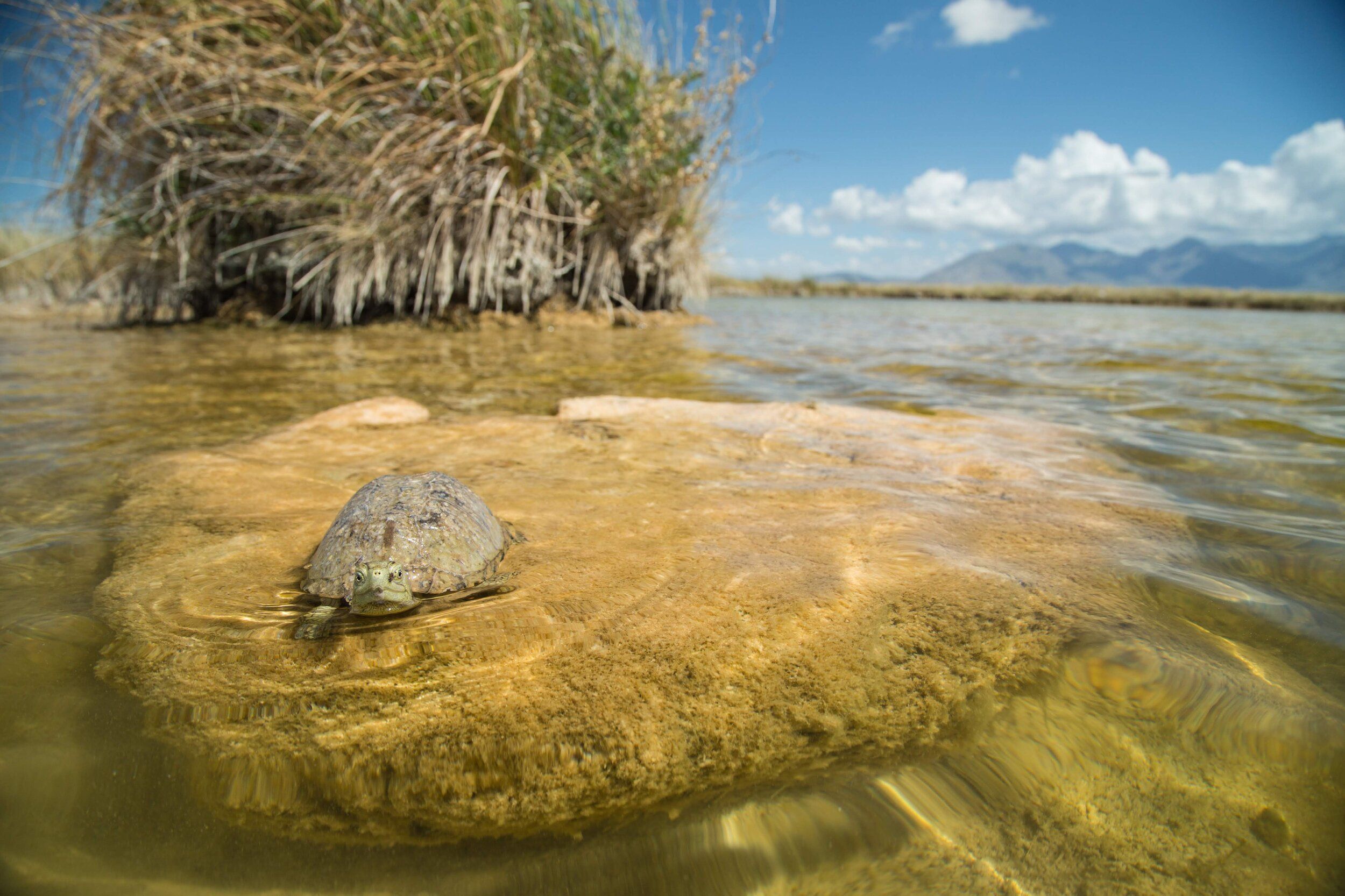 Sign Our Petition to Stop Poaching of Native Turtles!