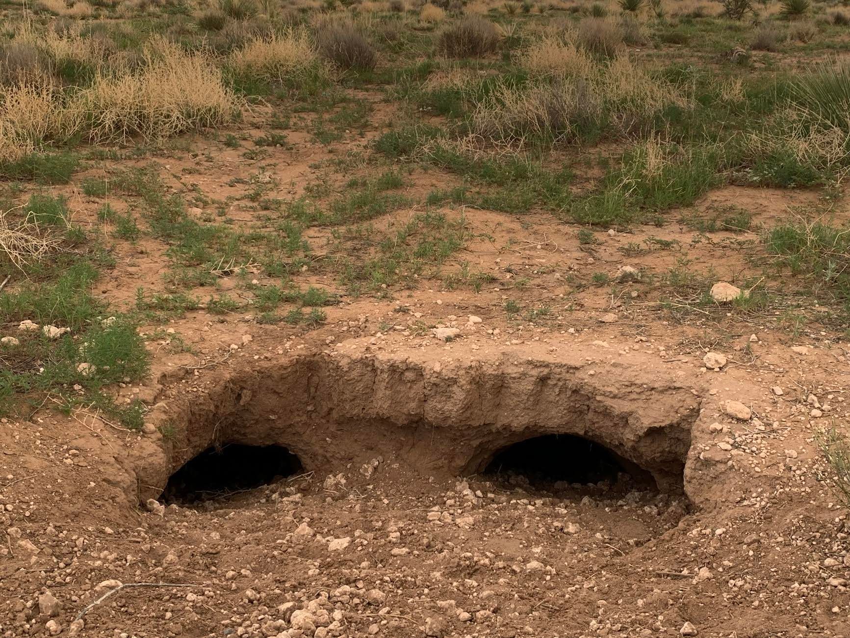 Endangered Tortoises Released On New Mexico Ranch