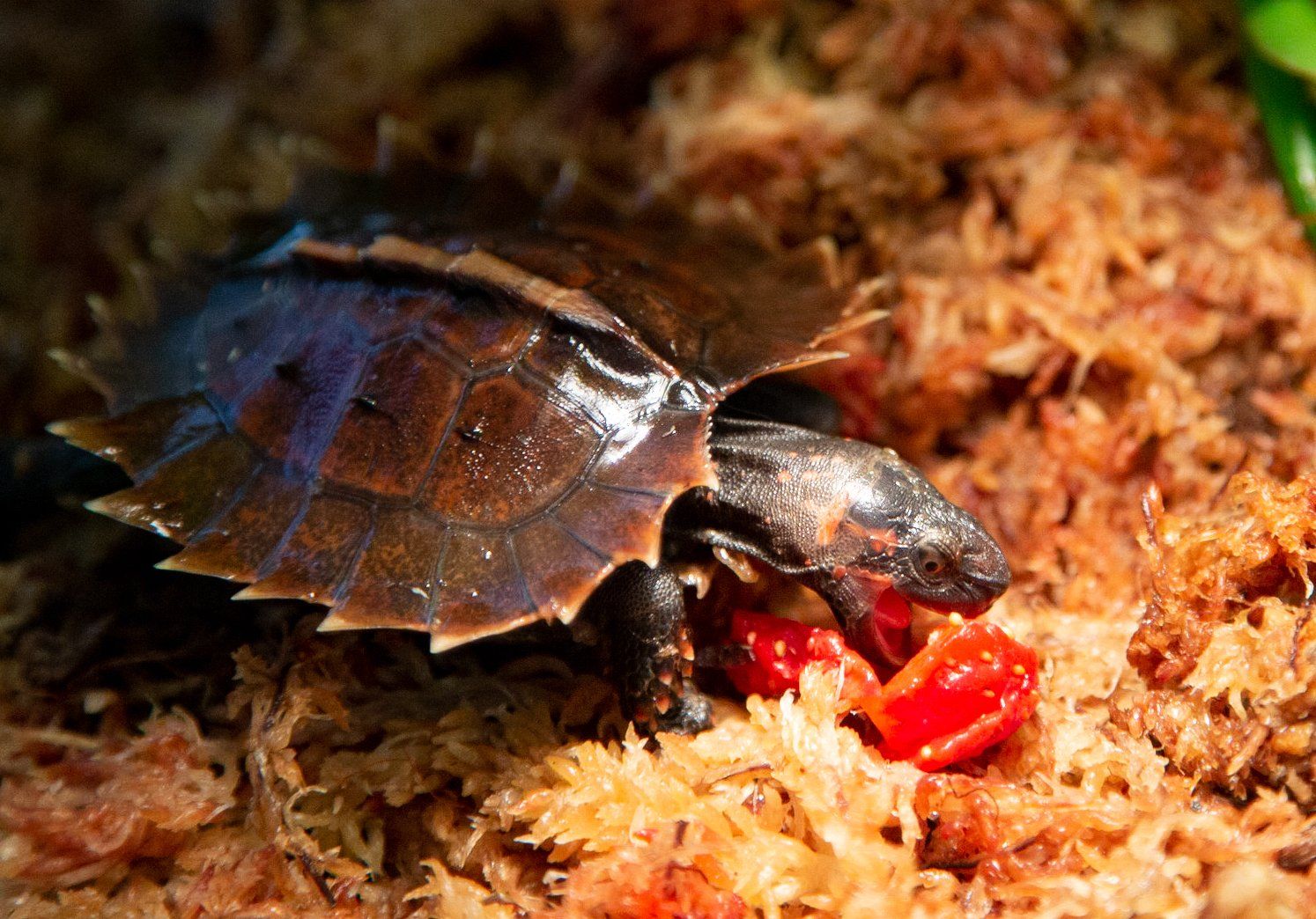 Endangered Turtle Hatches at the Turtle Conservancy