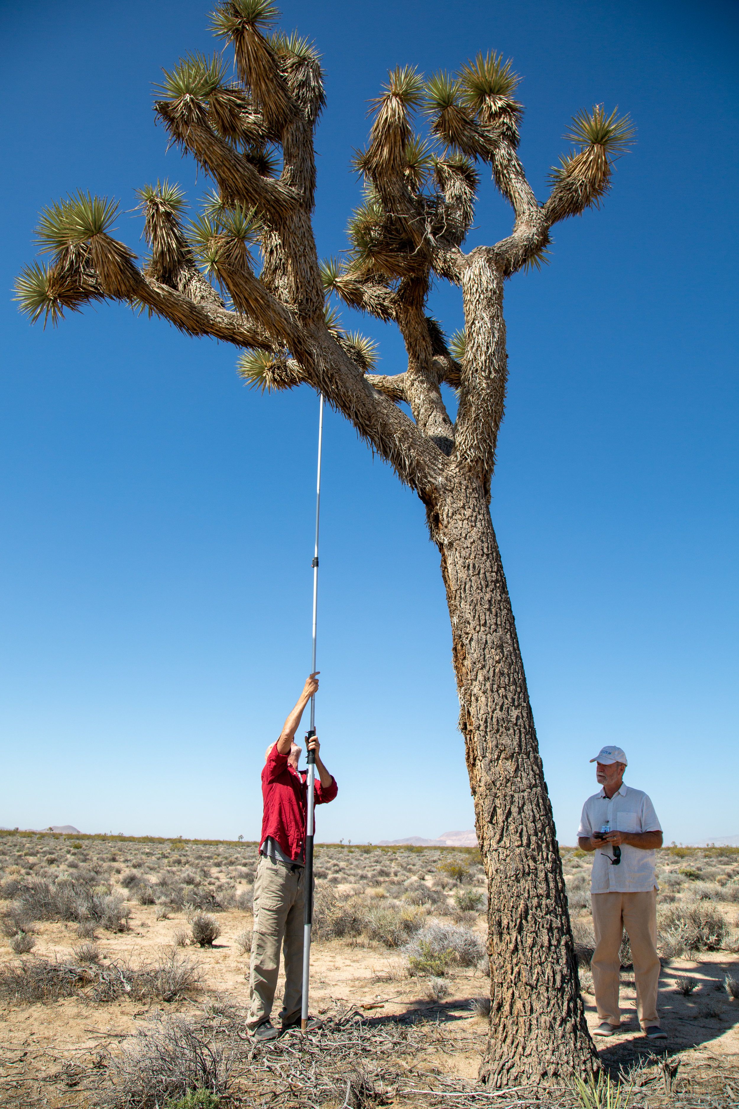 Drones + Desert Tortoises