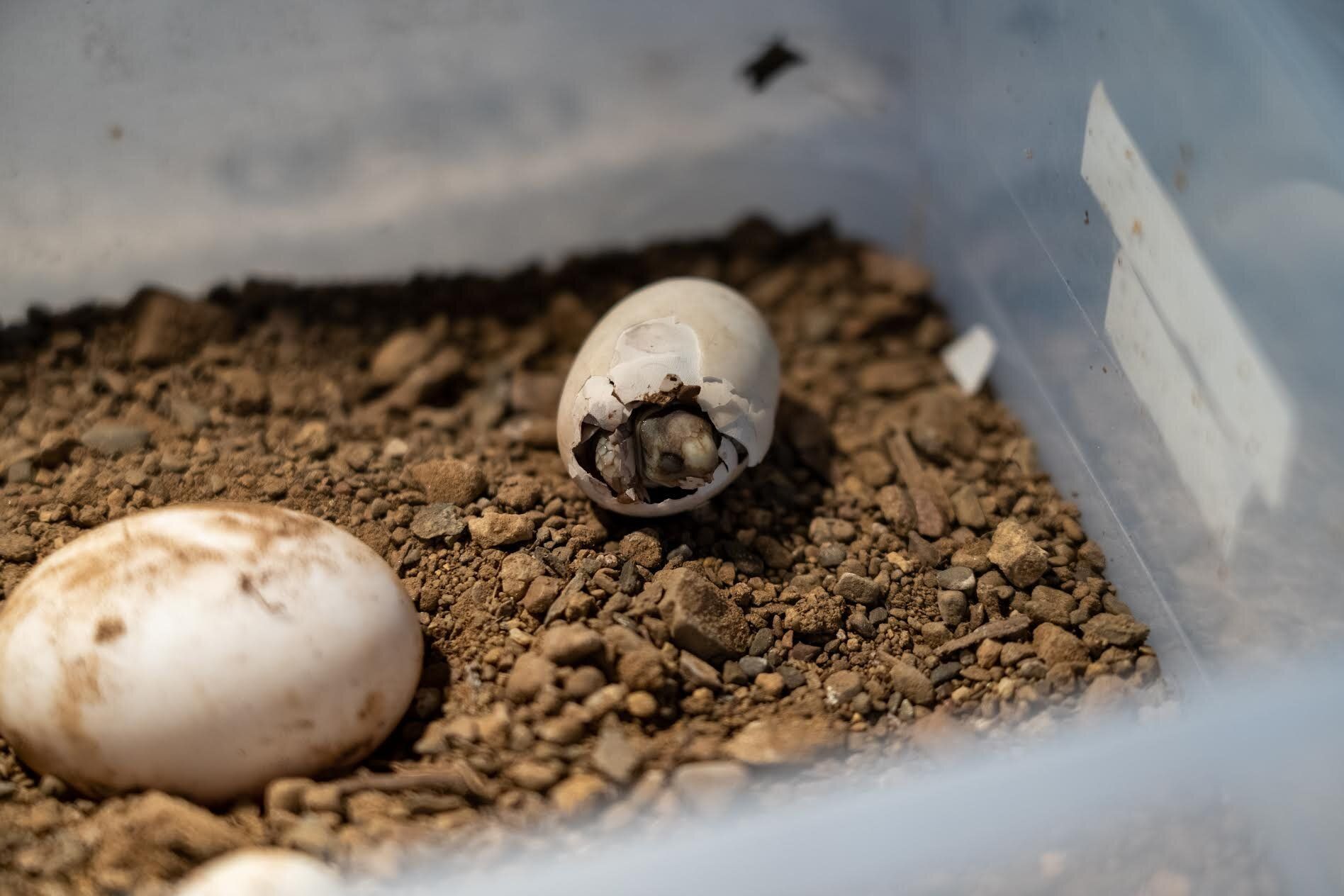 Hatching Season Success