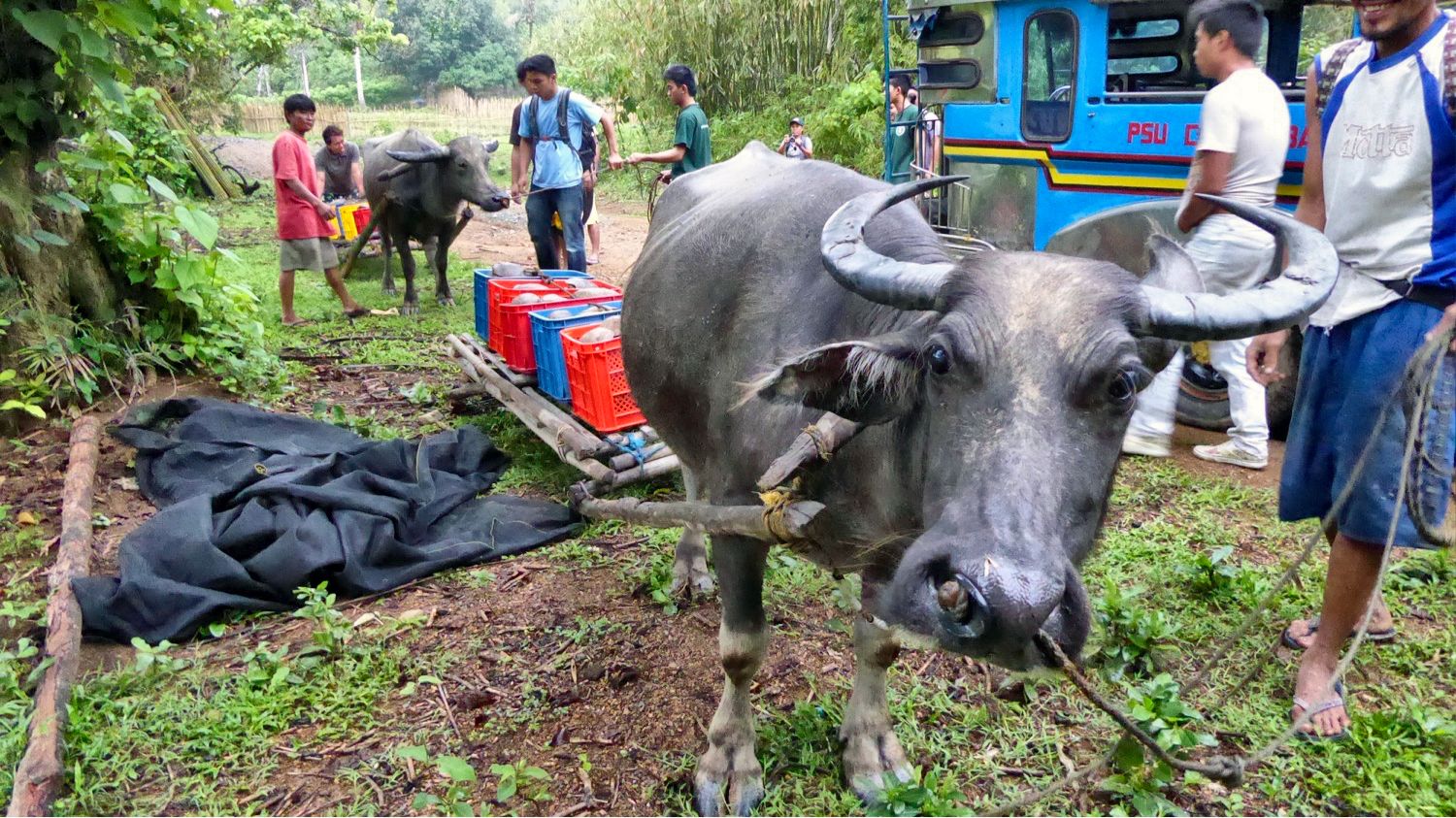 UPDATE: Philippine Forest Turtle Rescue