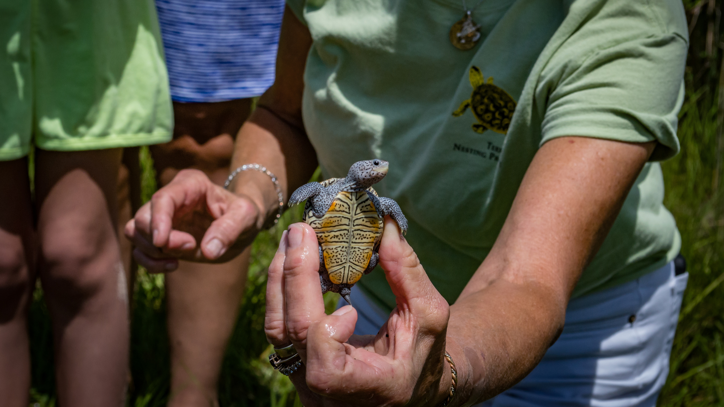 Diamondback Terrapin Project