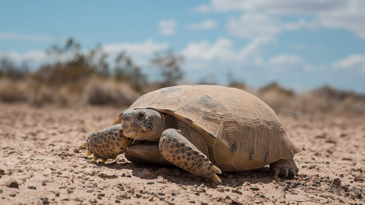 Bolson Tortoise Preserve Update