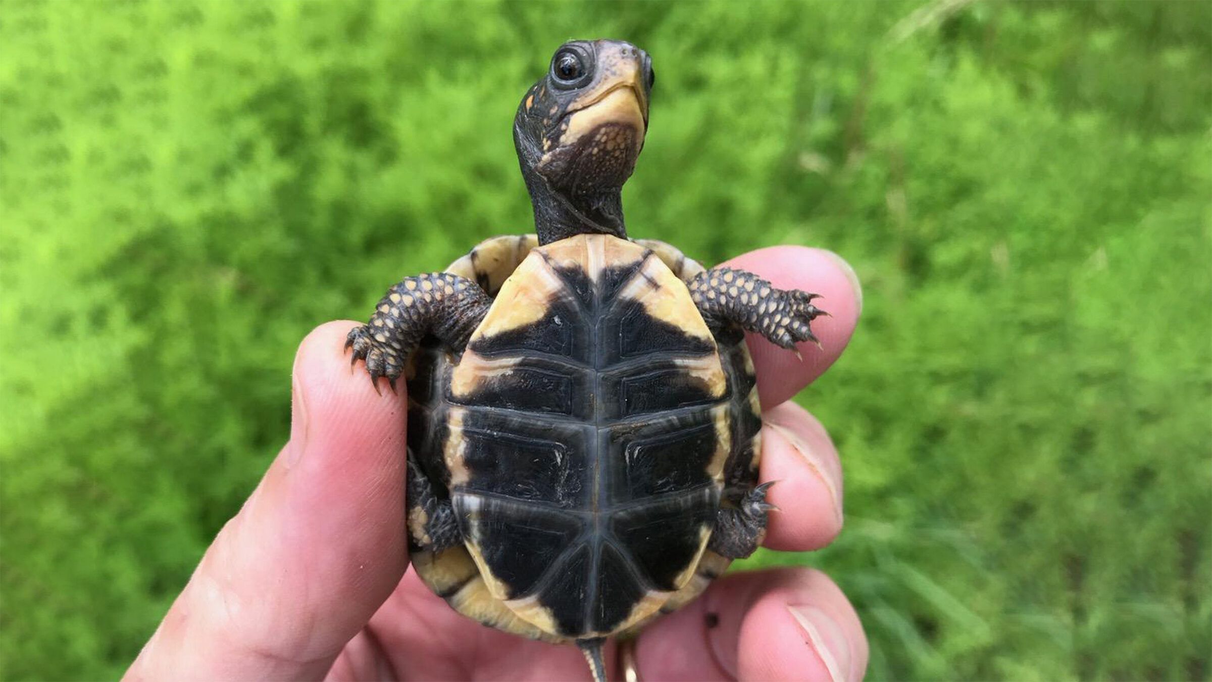 Box Turtle Awareness