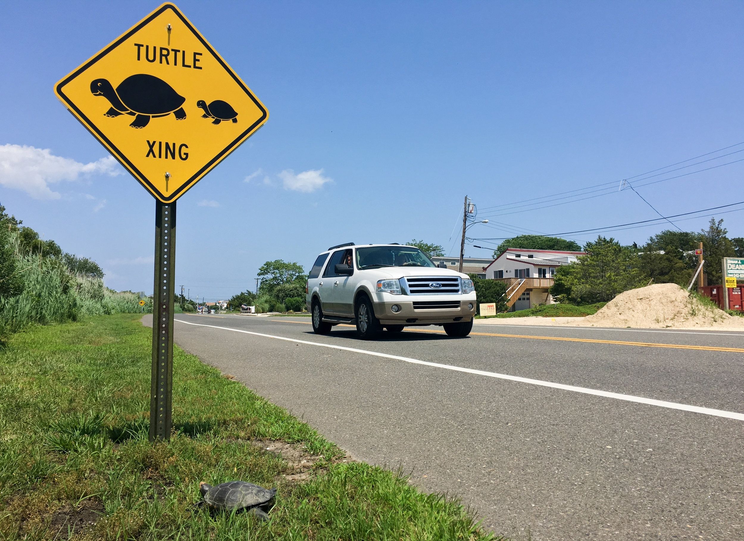 Terrapin Nesting Project