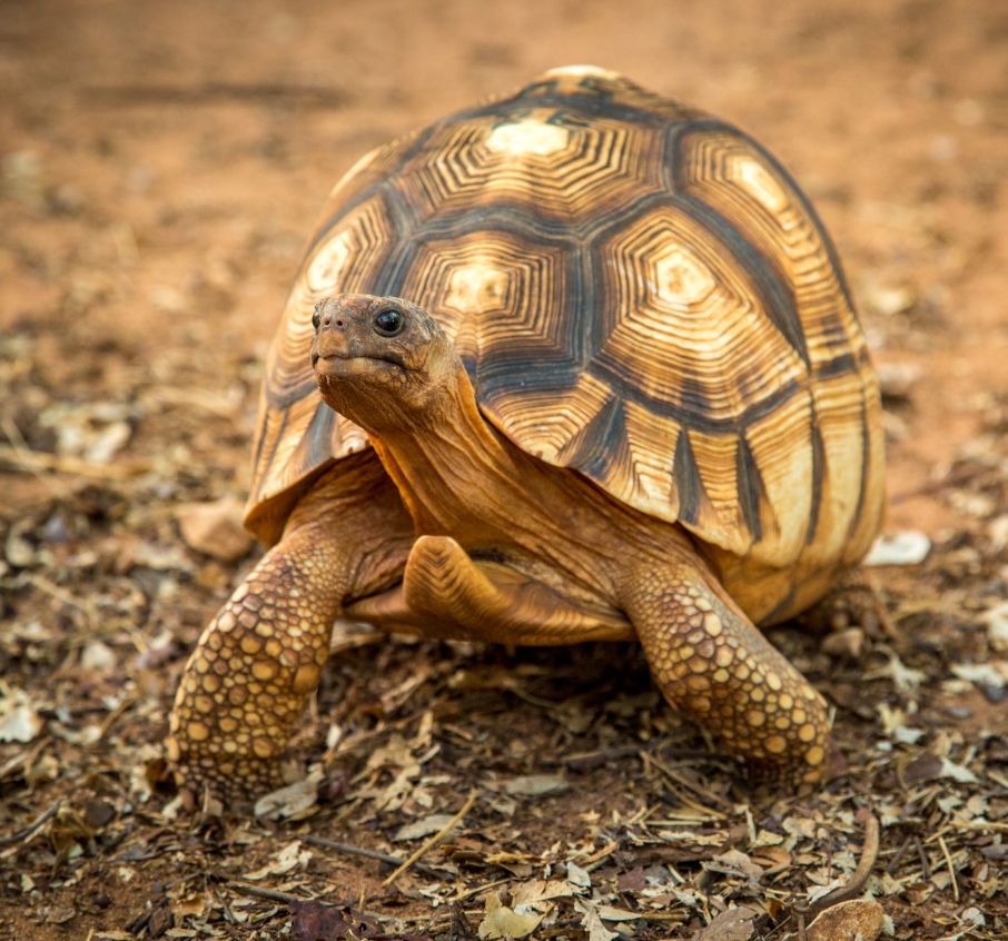 Ploughshare Tortoise