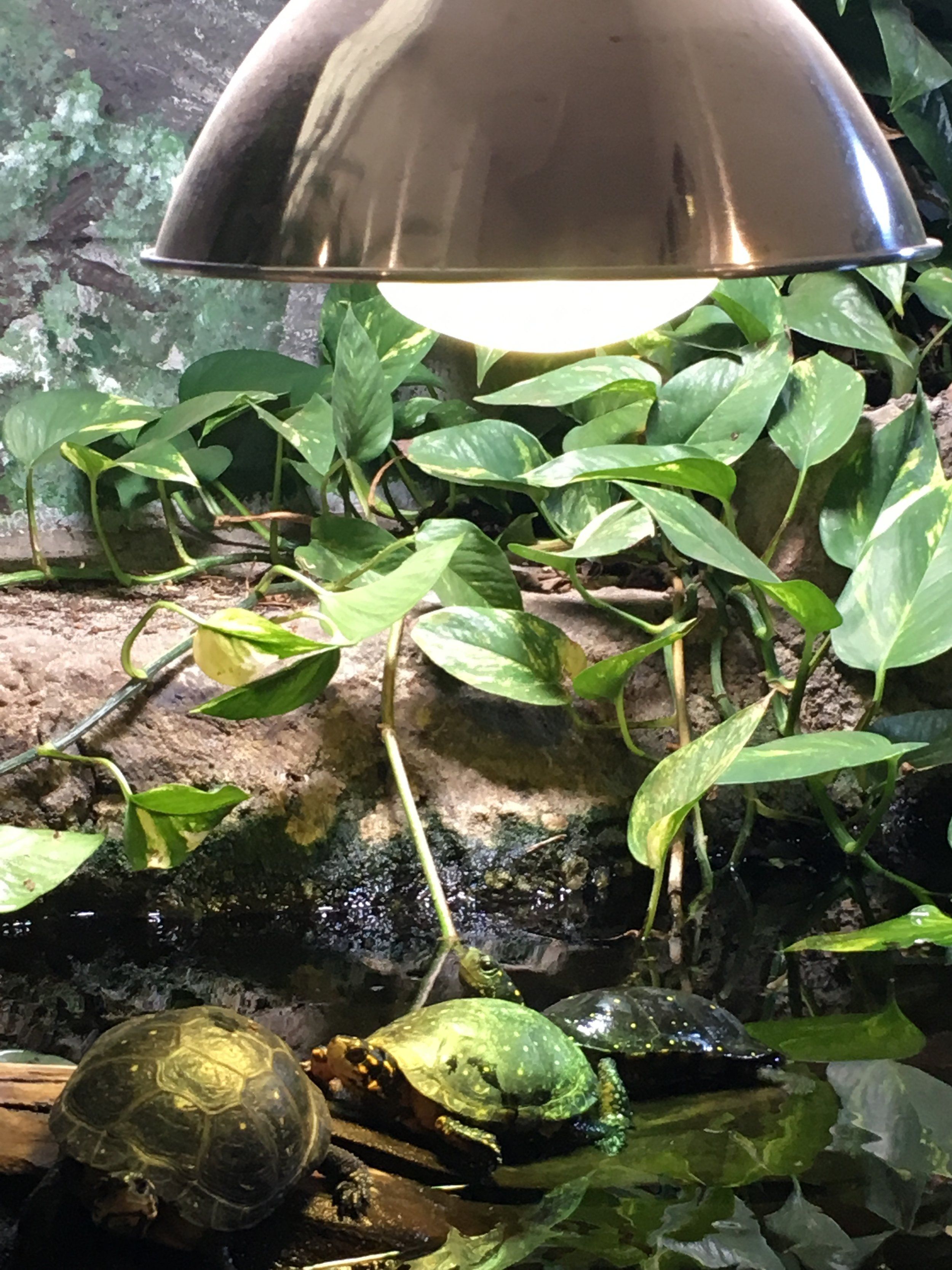 Turtle rehabilitation at MOHS Habitat