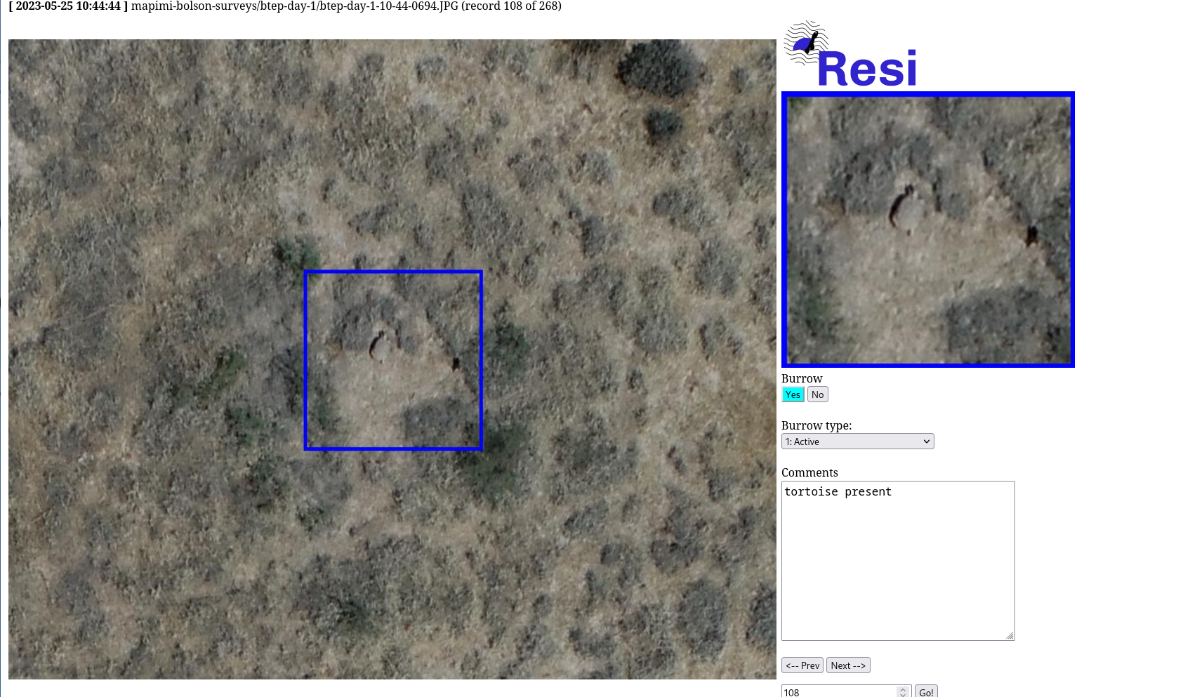 Revolutionizing Tortoise Surveys: Drones and AI Team Up to Protect Bolson Tortoises