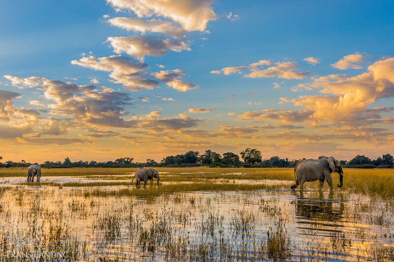 Save The Okavango