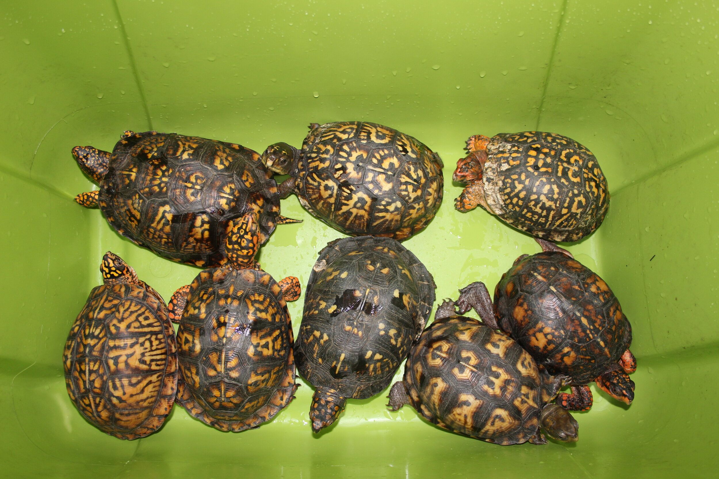 Turtle Trafficking in the US