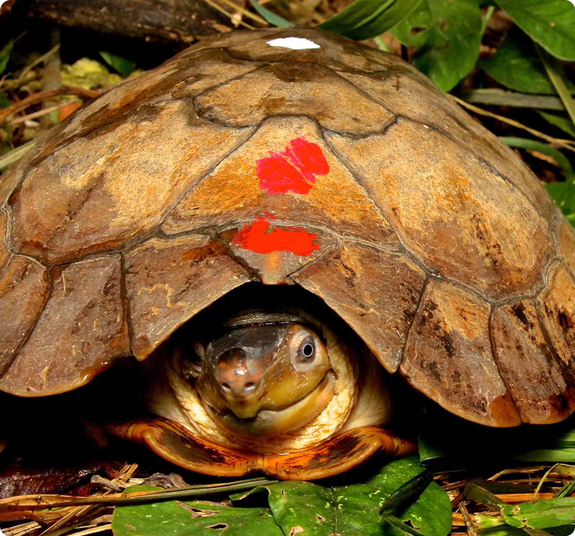 Palawan Forest Turtle