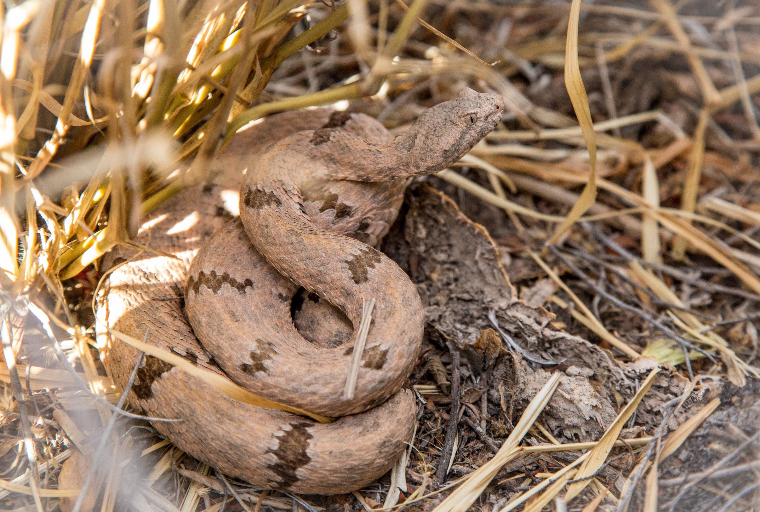 Bolson Tortoise Preserve Update