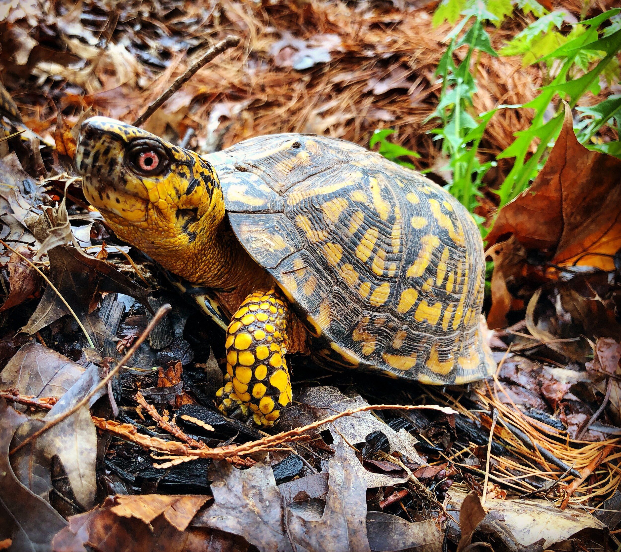 Sign Our Petition to Stop Poaching of Native Turtles!