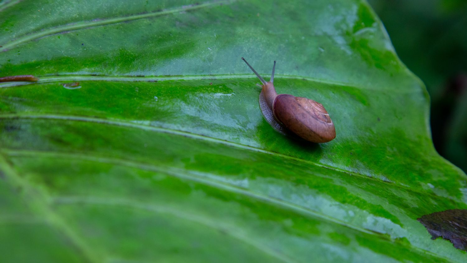 In Search of the Ryukyu Black-Breasted Leaf Turtle