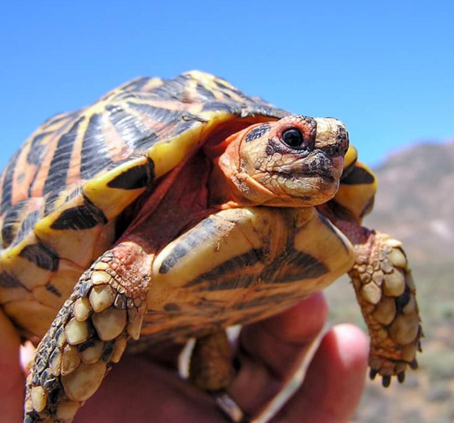 Tent Tortoise & Nama Padloper