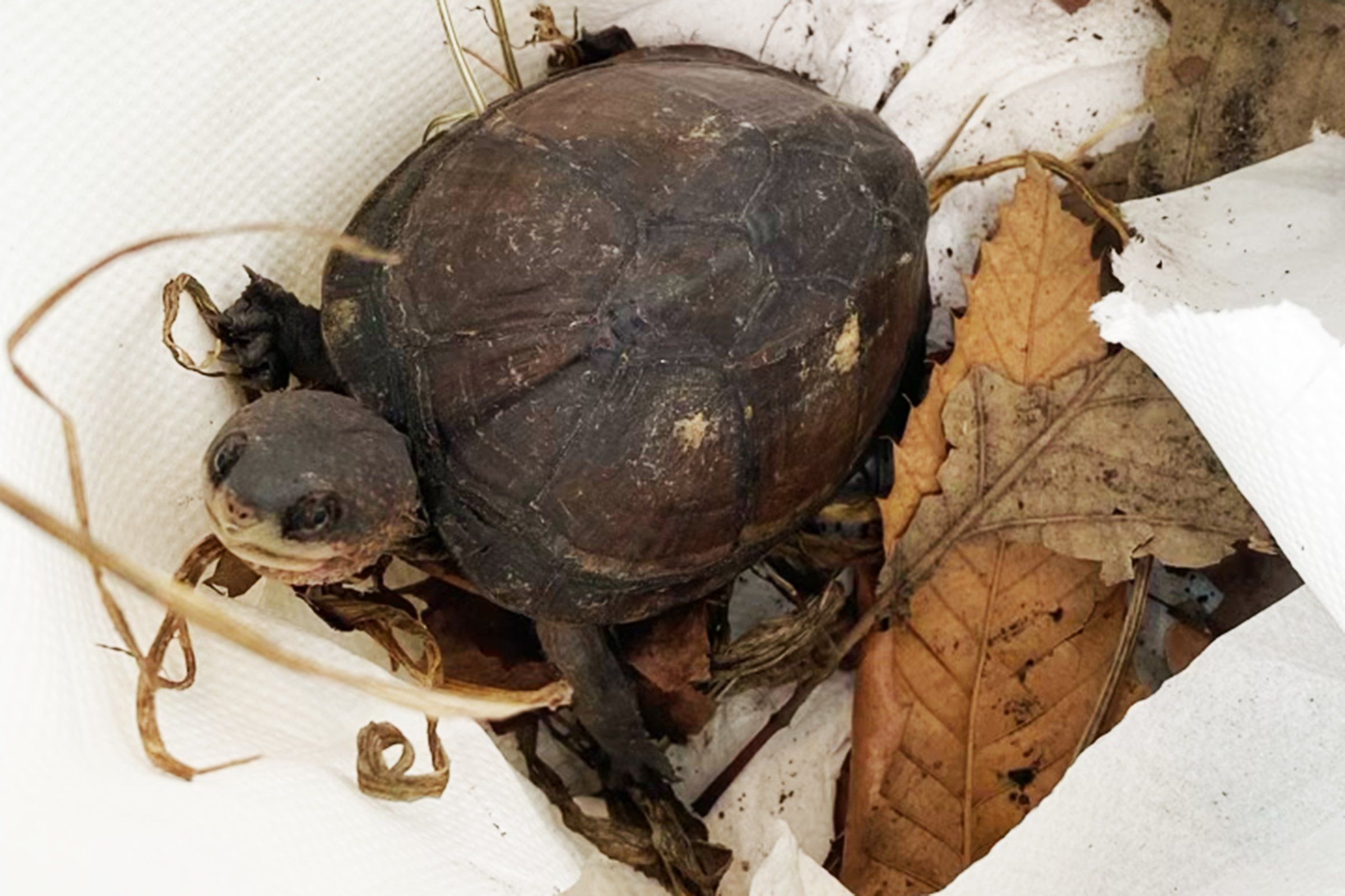 Mud Turtle Found in NYC