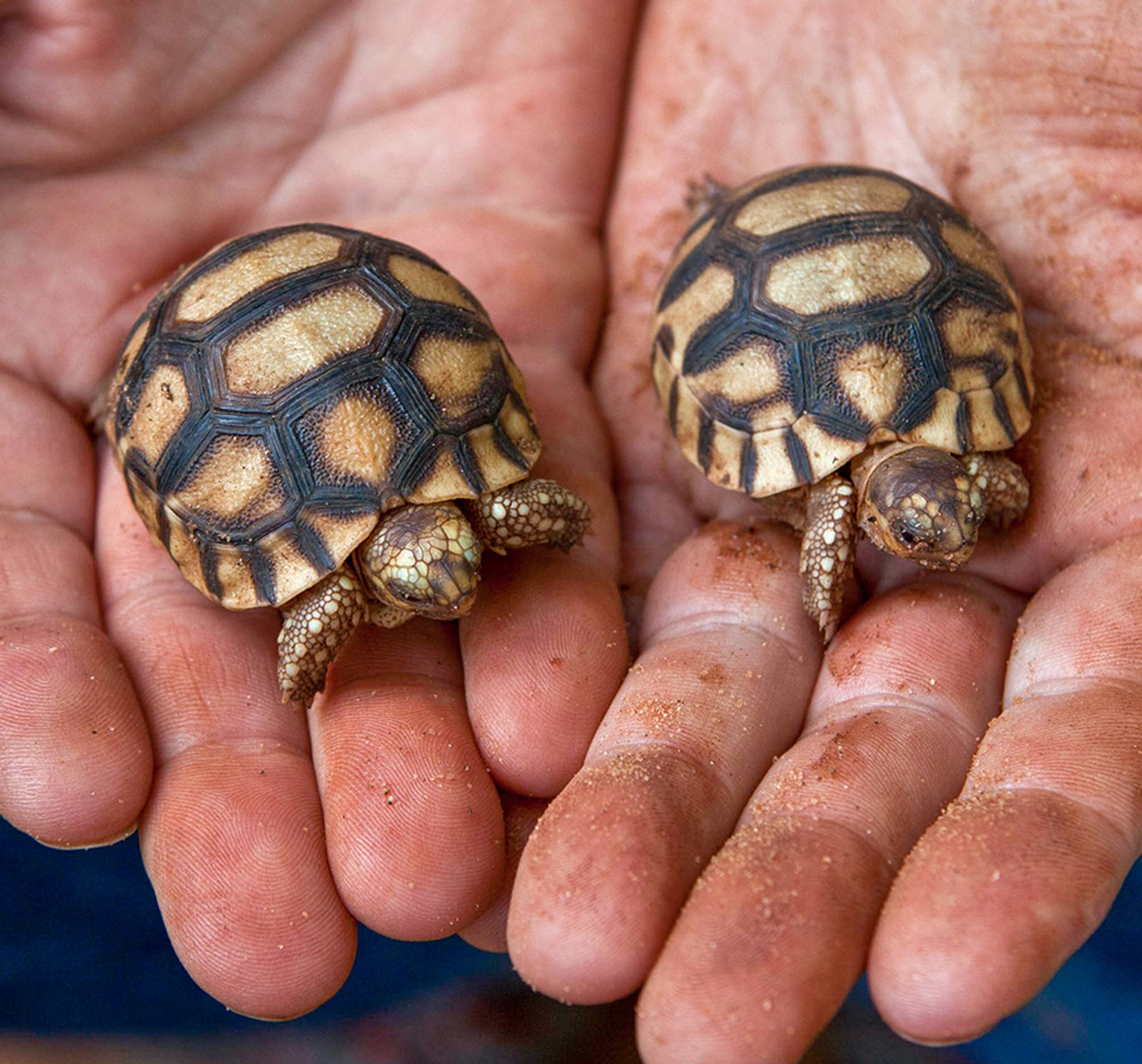 Ploughshare Tortoise Conservation