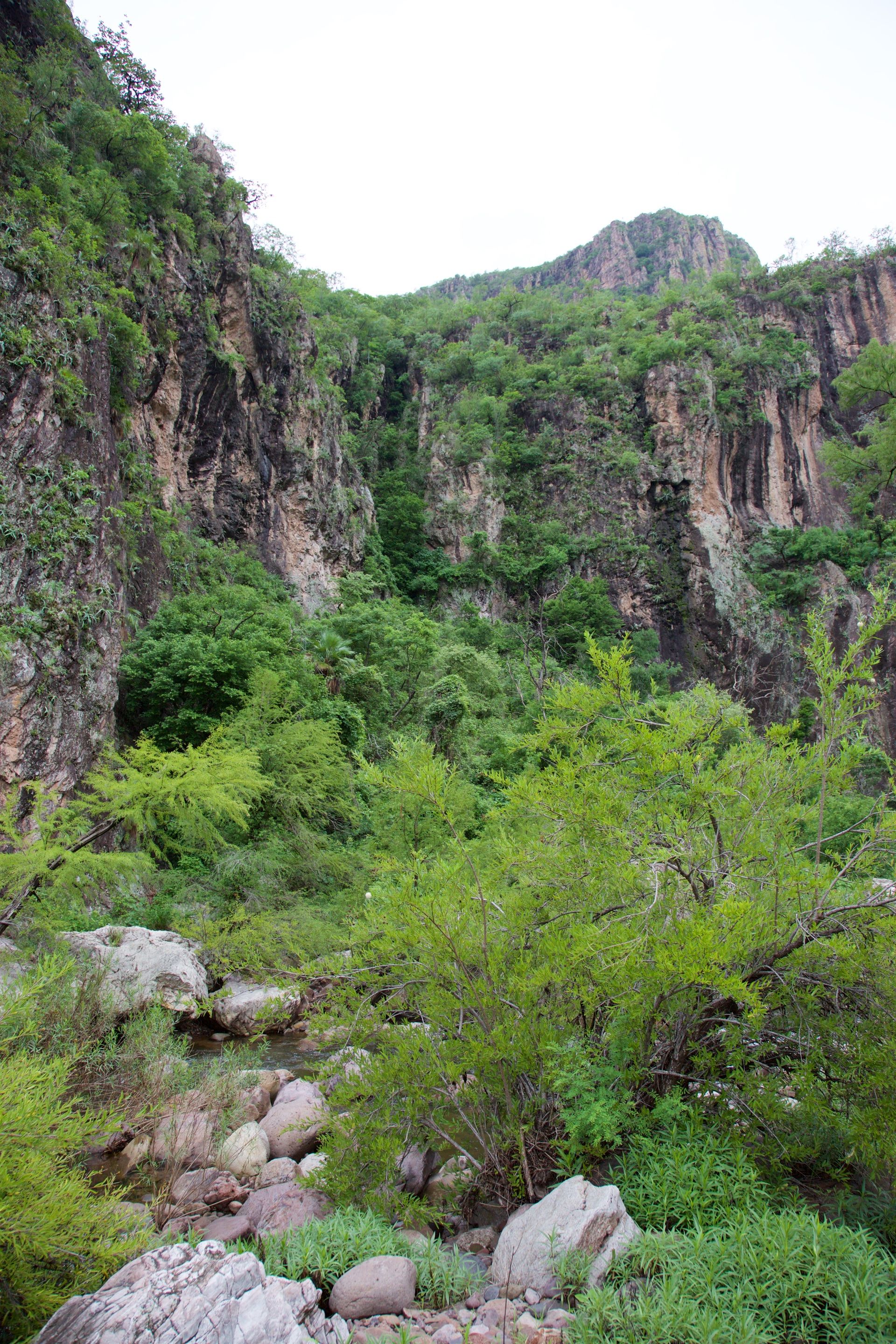 Saving a Mountain in Mexico