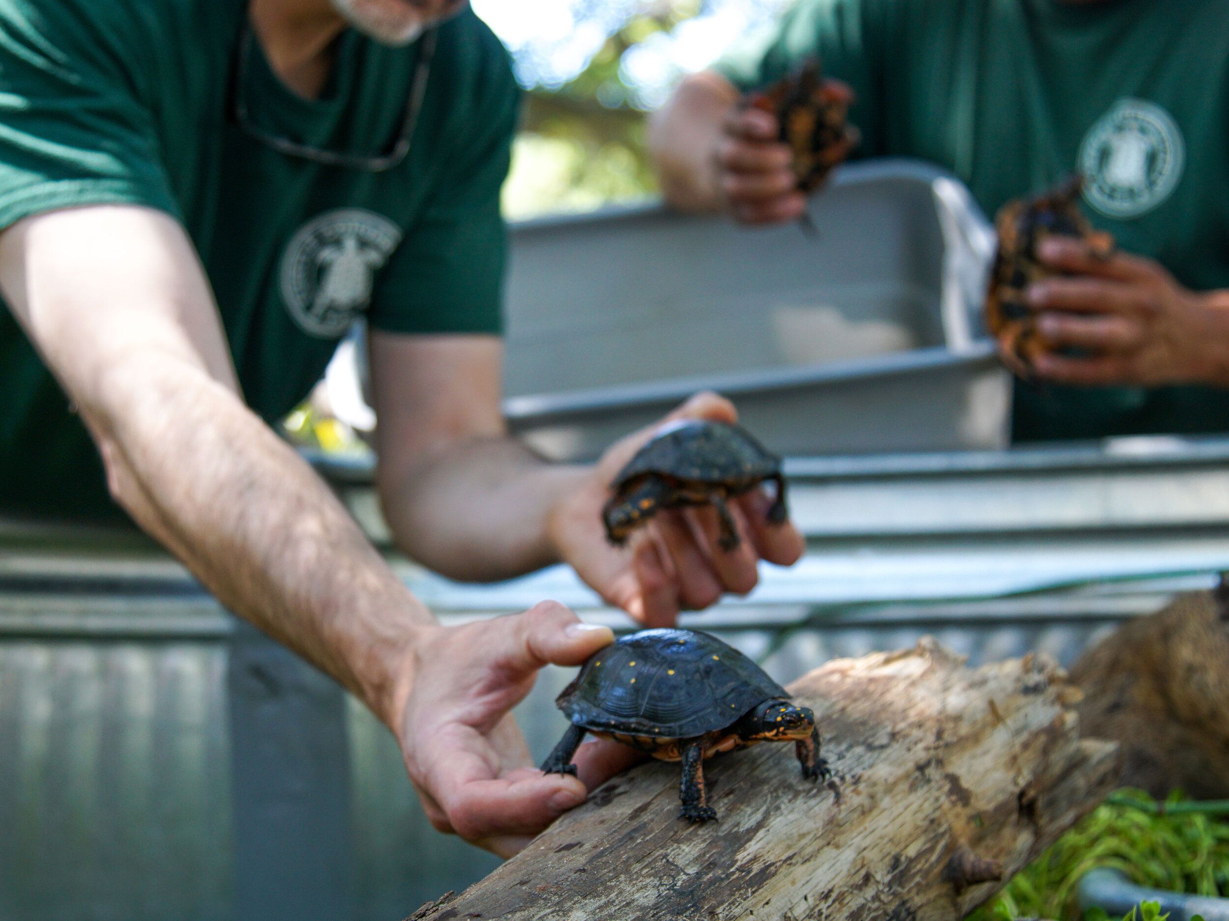 Conviction of Turtle Poacher