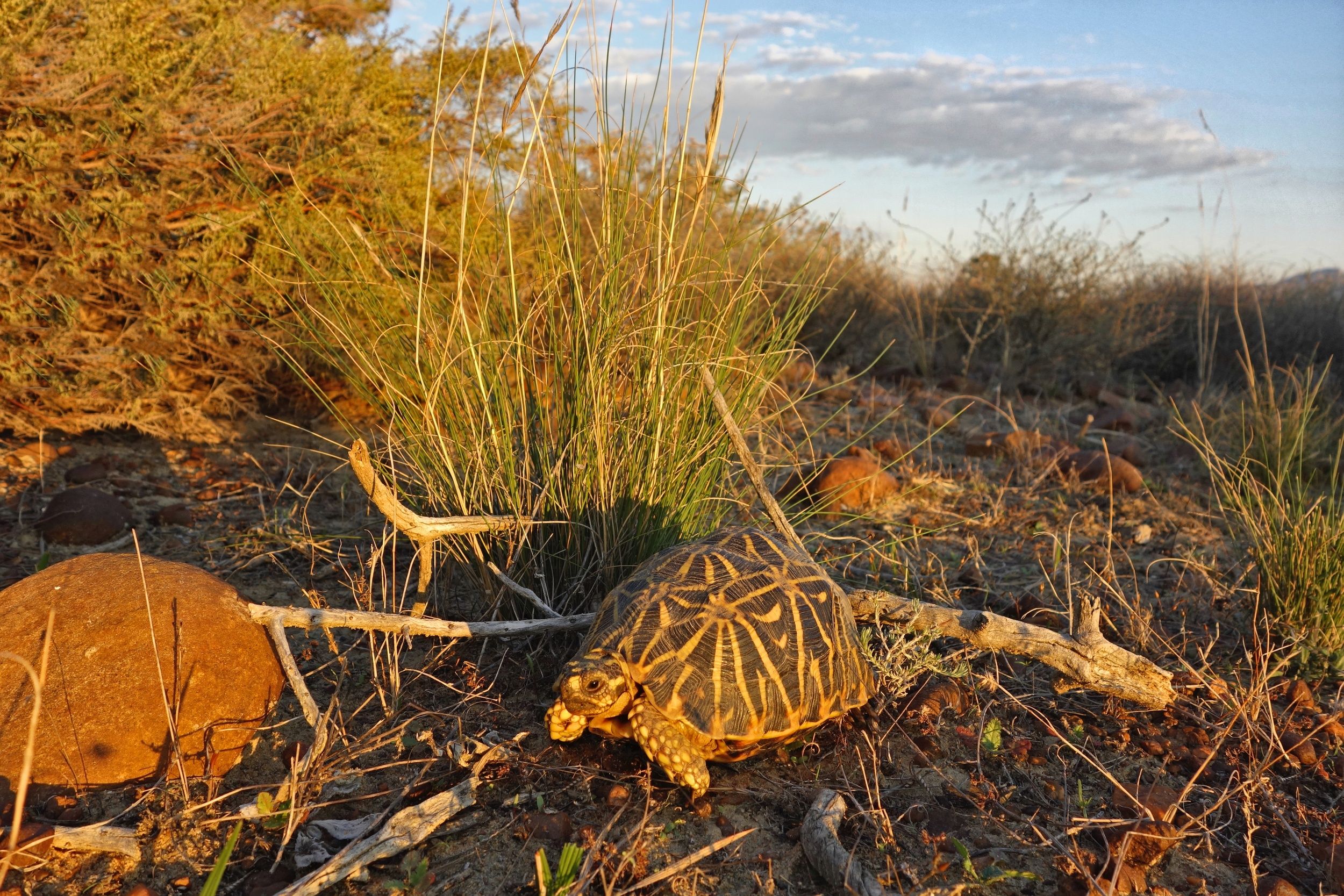 Geometric Tortoise Preserve Update