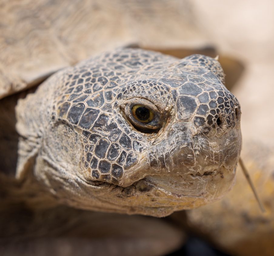 Bolson Tortoise Ecosystem Preserve