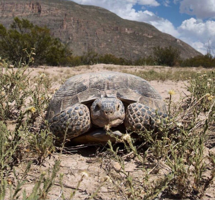 Bolson Tortoise Ecosystem Preserve