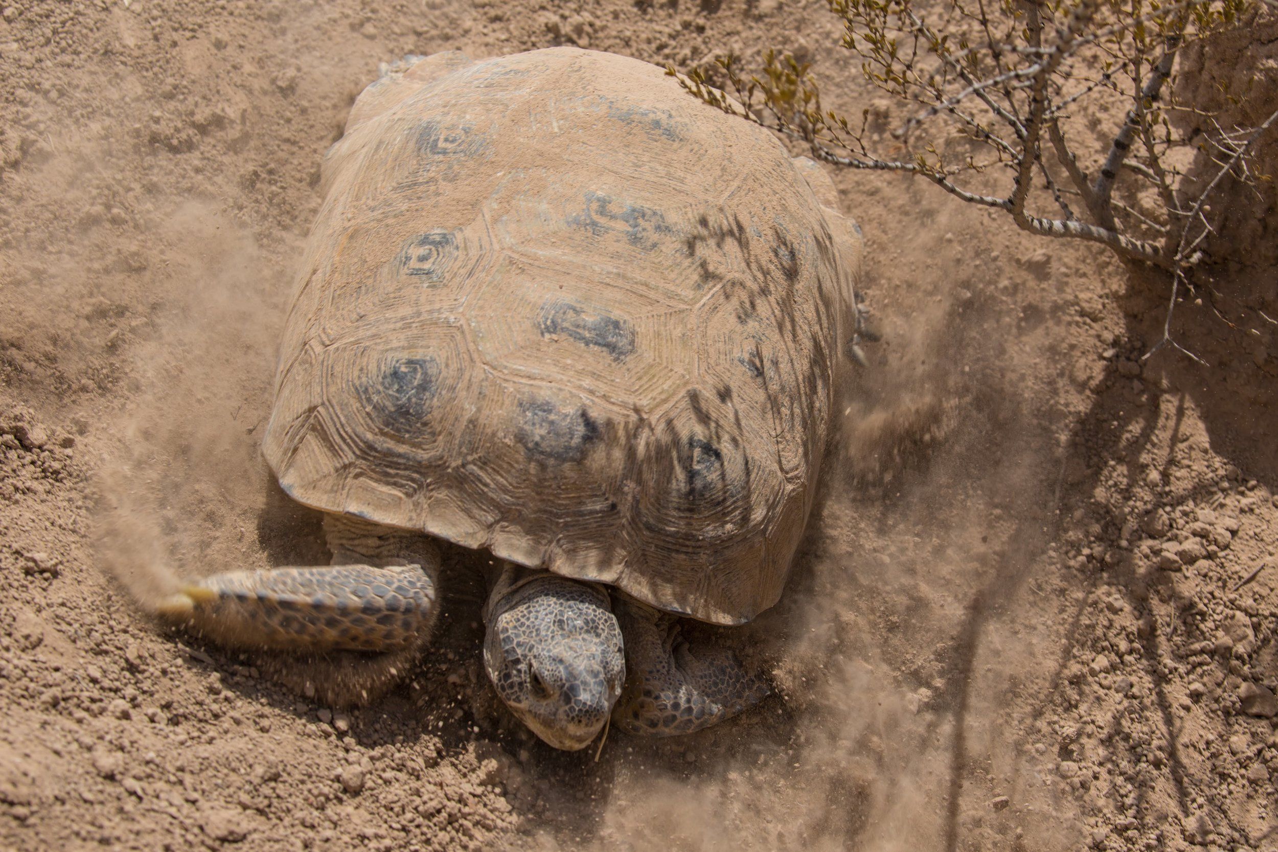 Bolson Tortoise Preserve Update