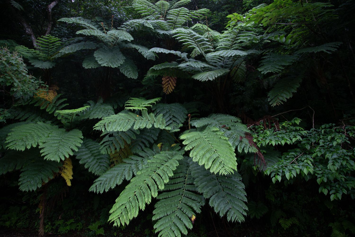 In Search of the Ryukyu Black-Breasted Leaf Turtle