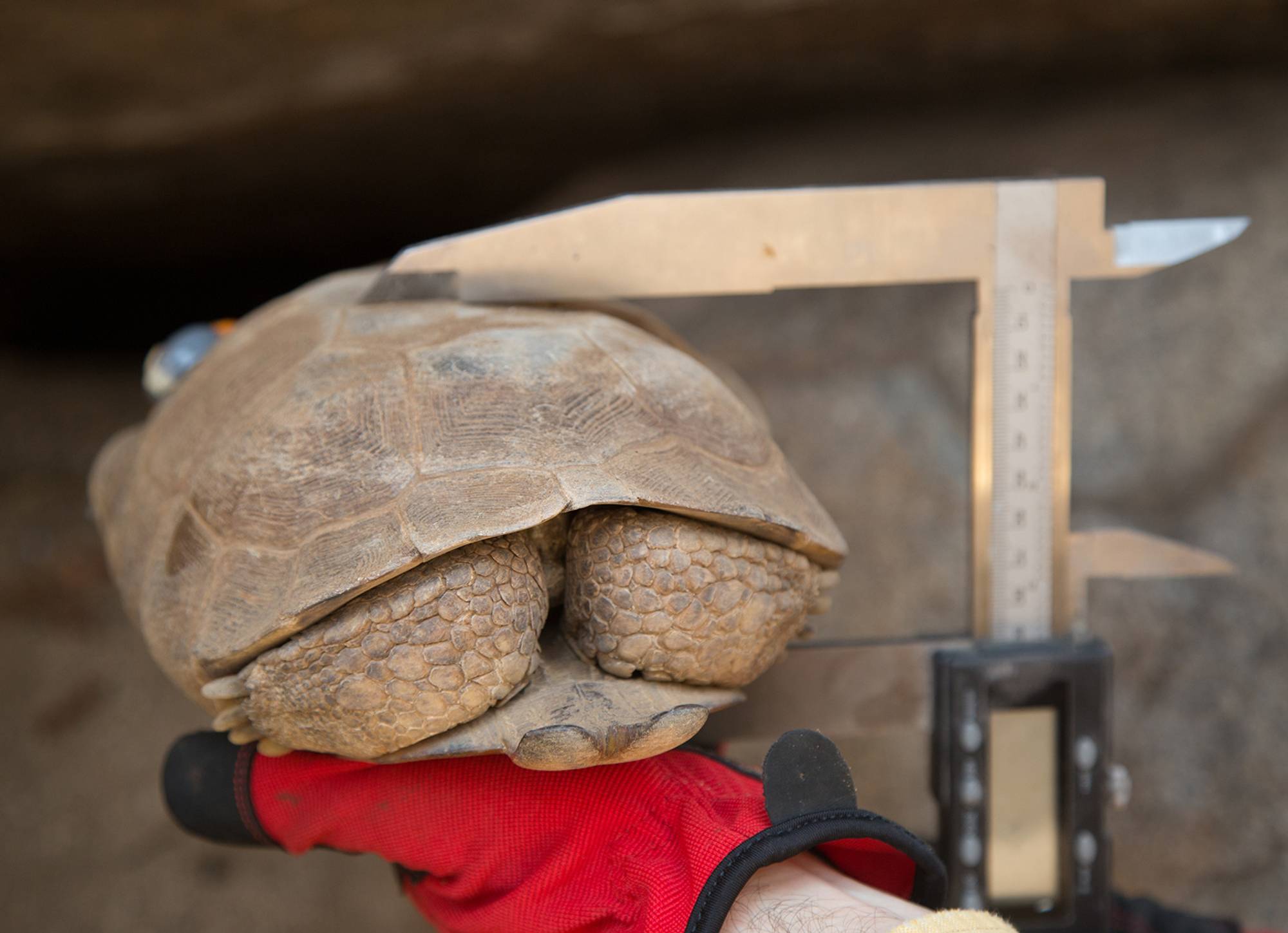 Southwestern Pond Turtle