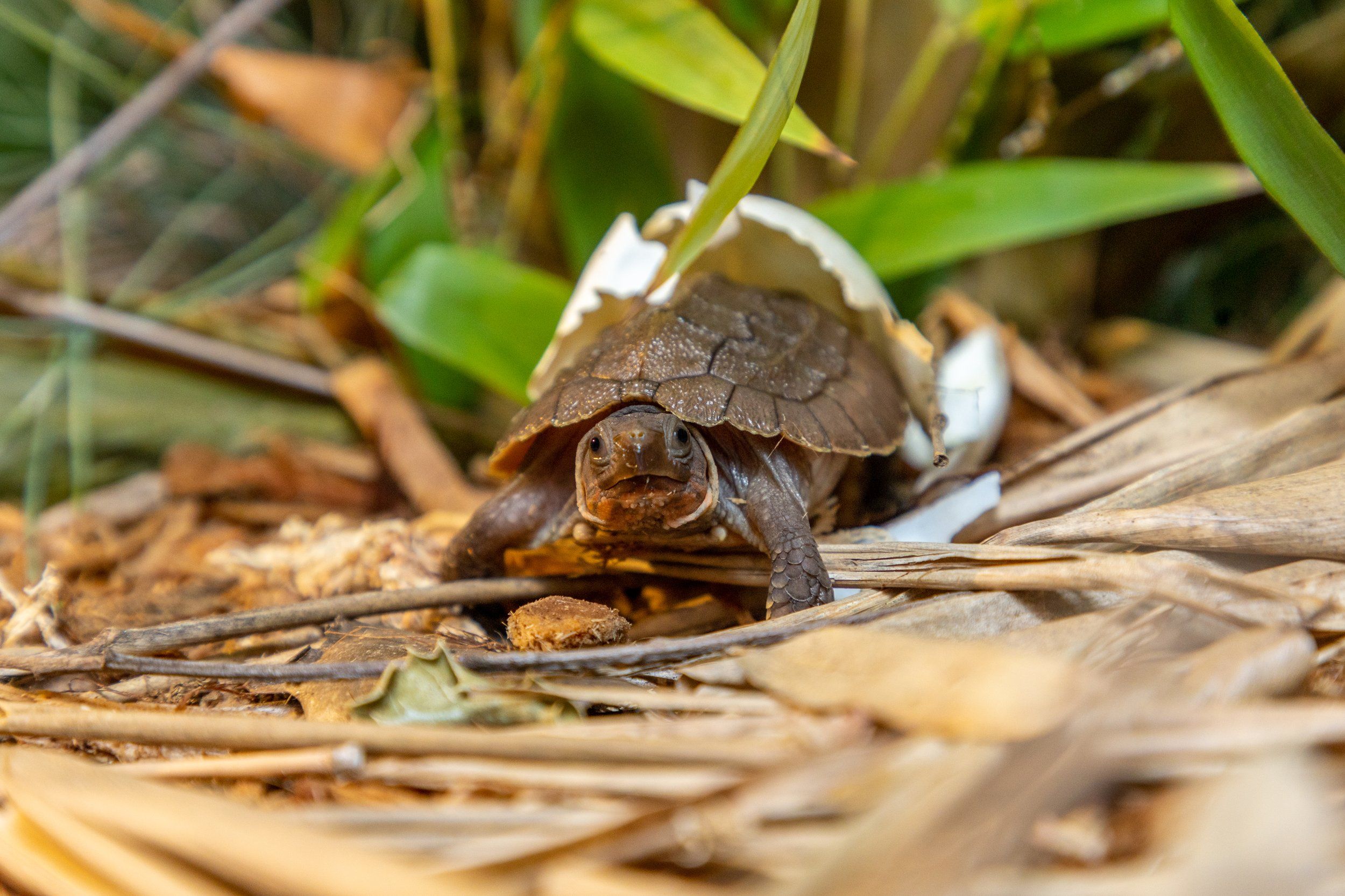 First Ever Sulawesi Forest Turtle Hatched at the Turtle Conservancy