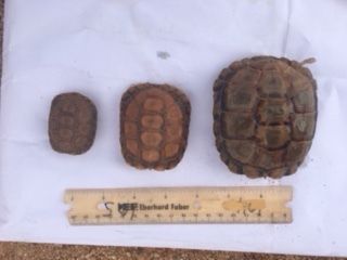 Geometric Tortoise Preserve Update