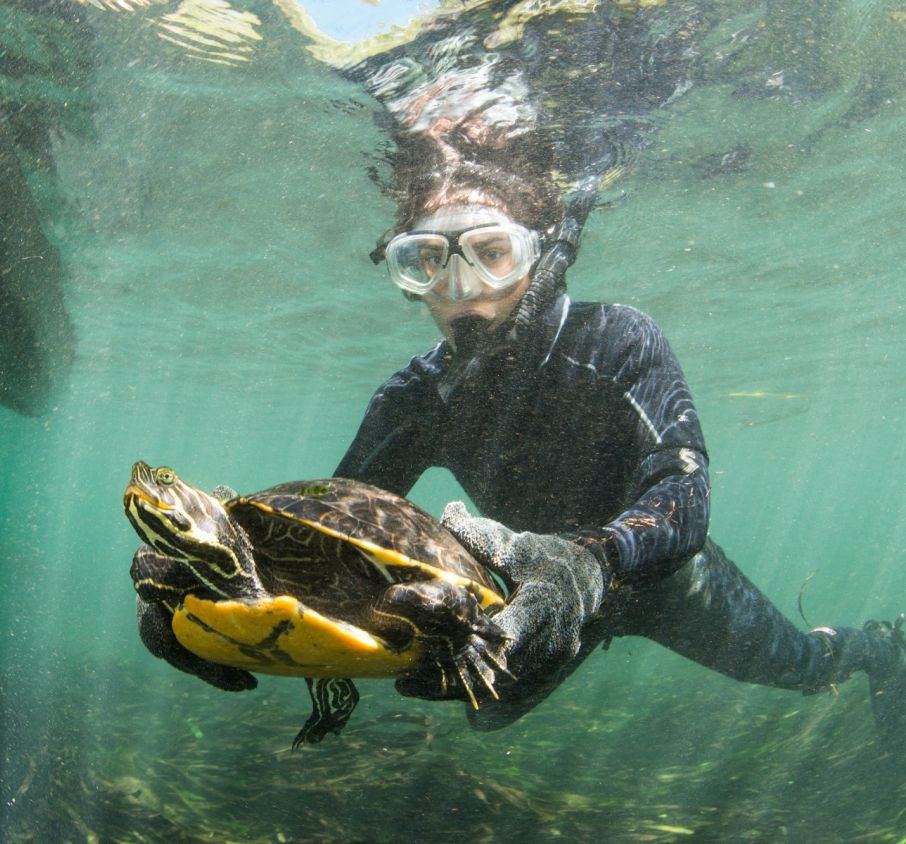 Santa Fe River Turtle Project